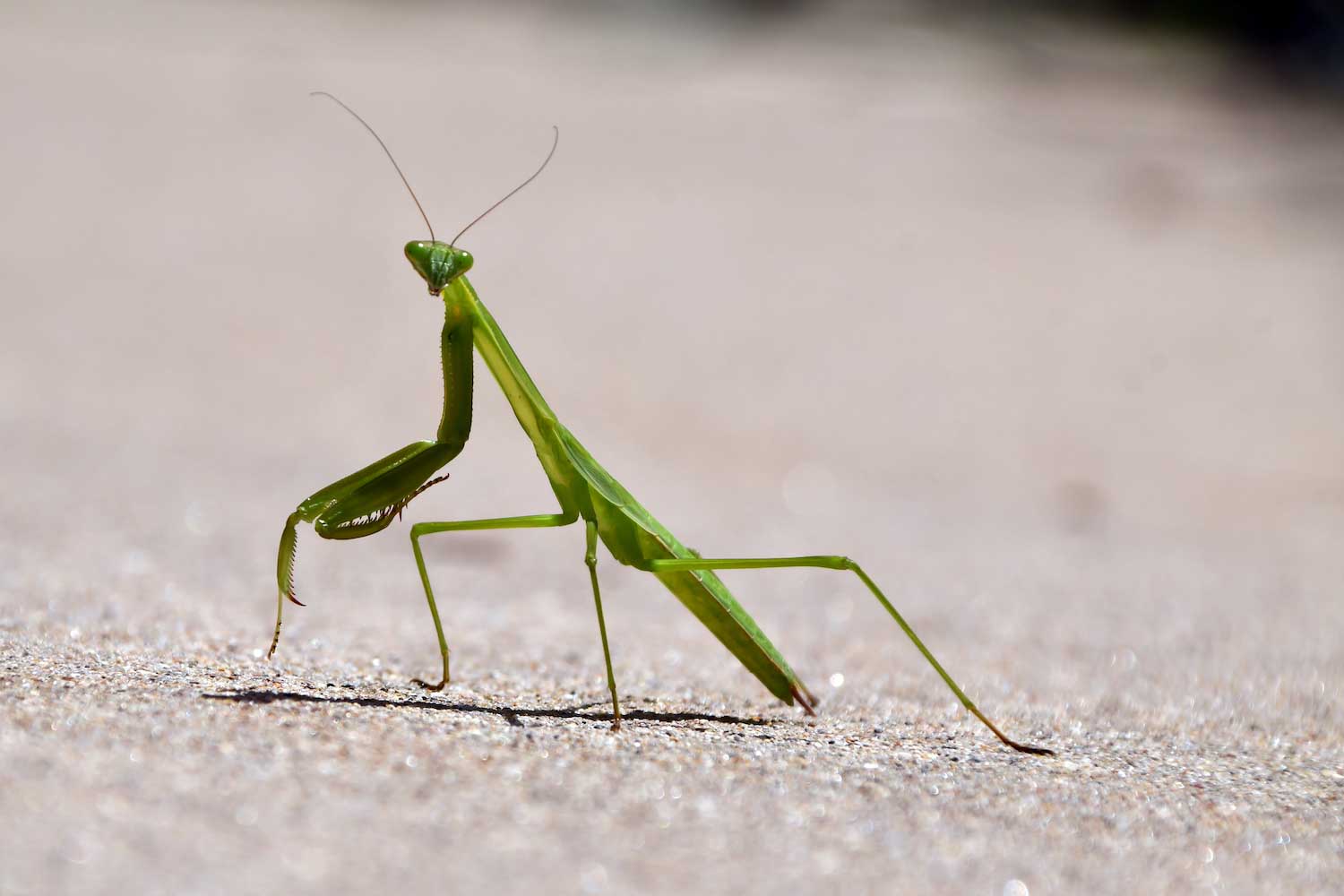 A green praying mantis on a sidewalk.