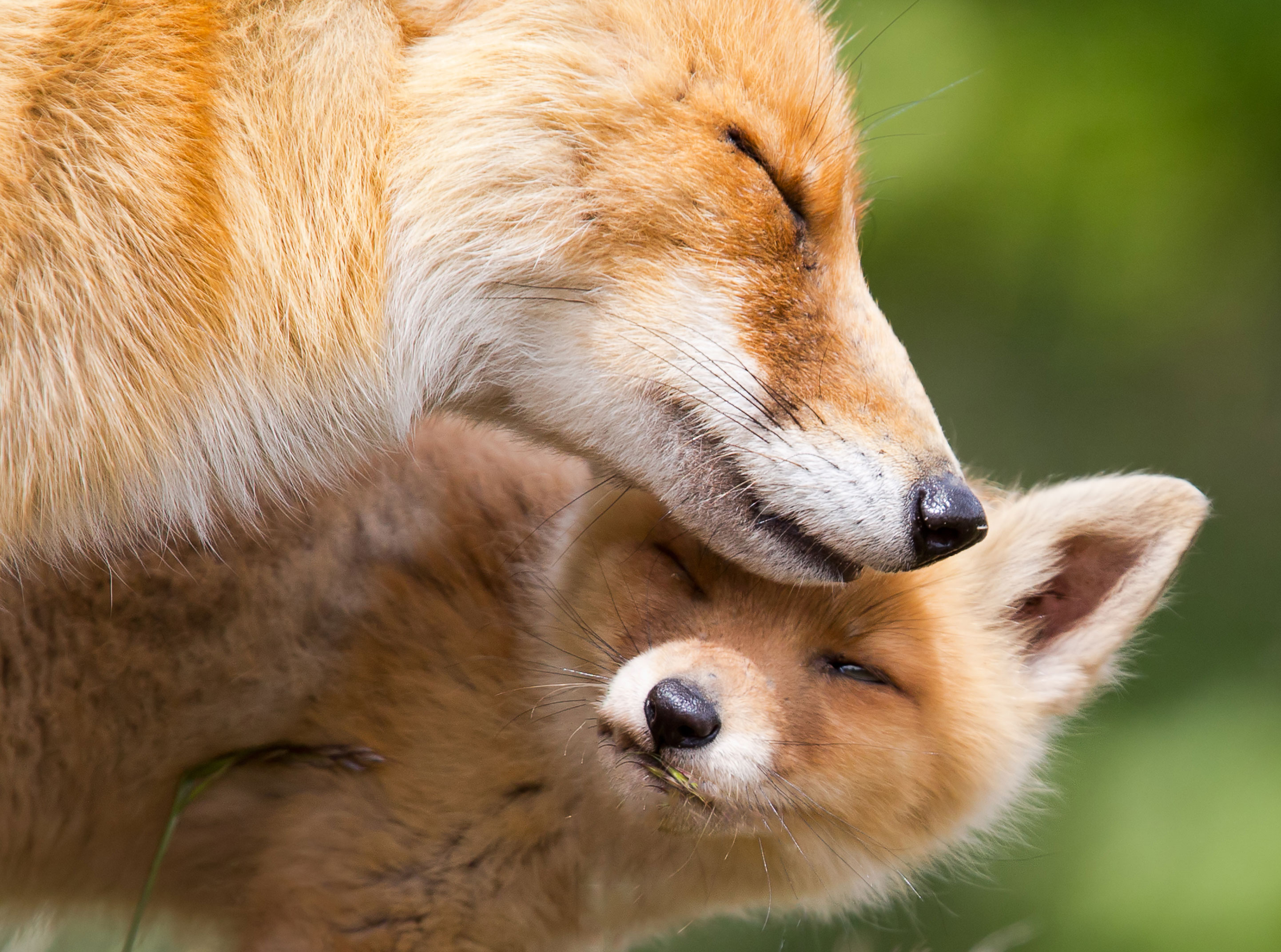 A red fox nuzzling a young red fox. 