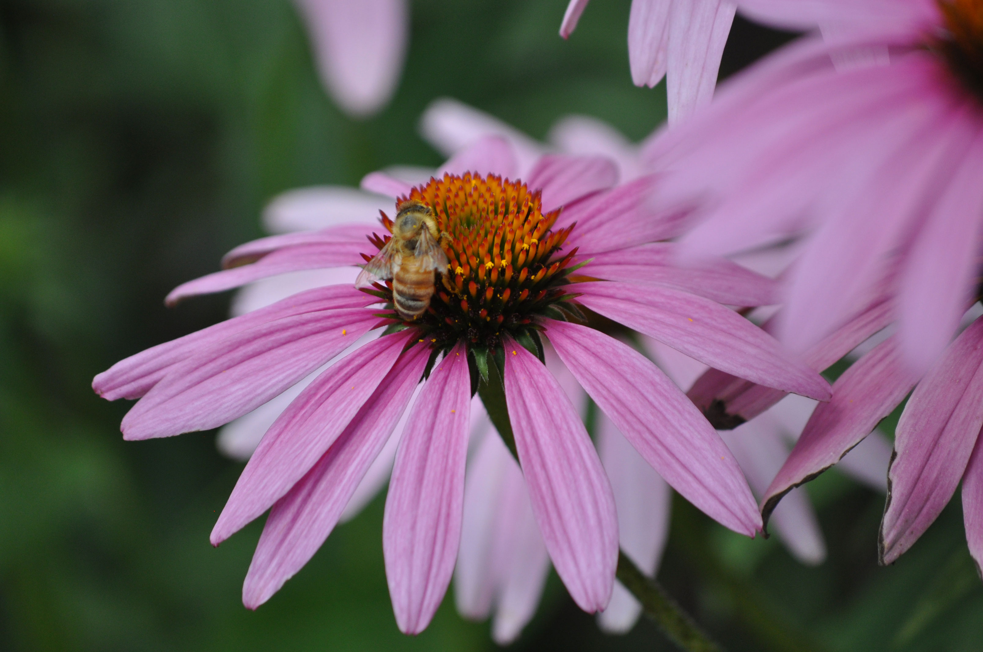 A bee on purple coneflower.
