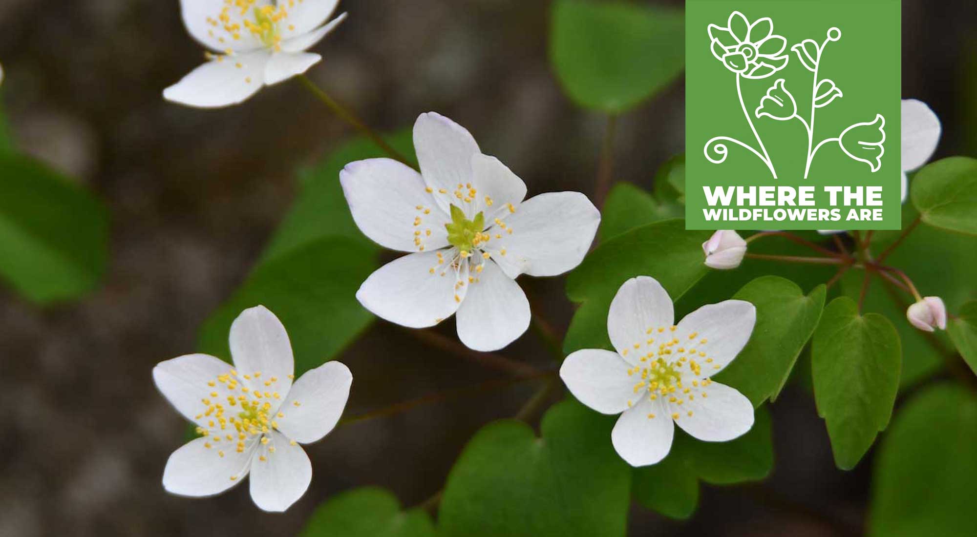 A cluster of white rue anemone blooms.