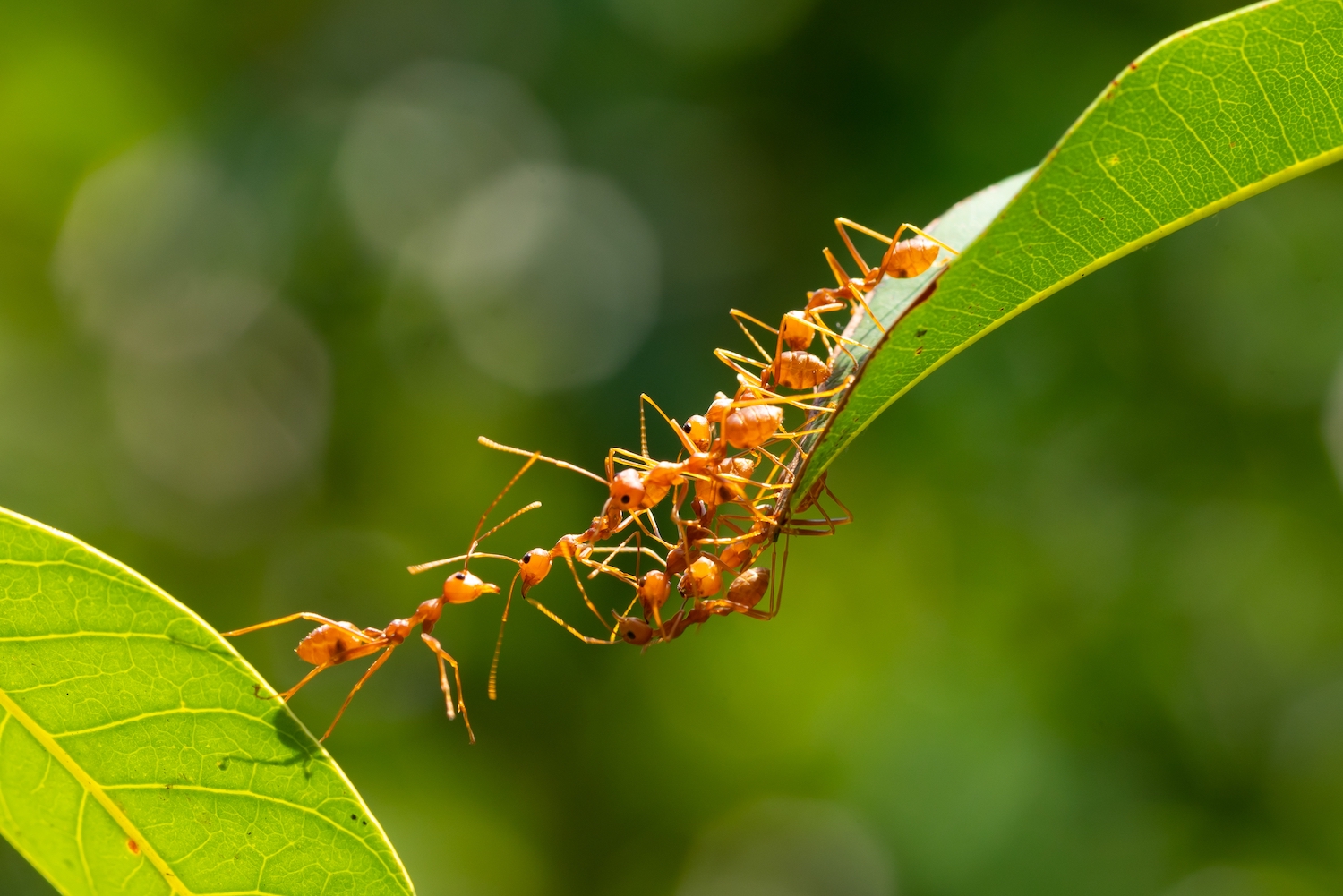 Ants moving from leaf to leaf.
