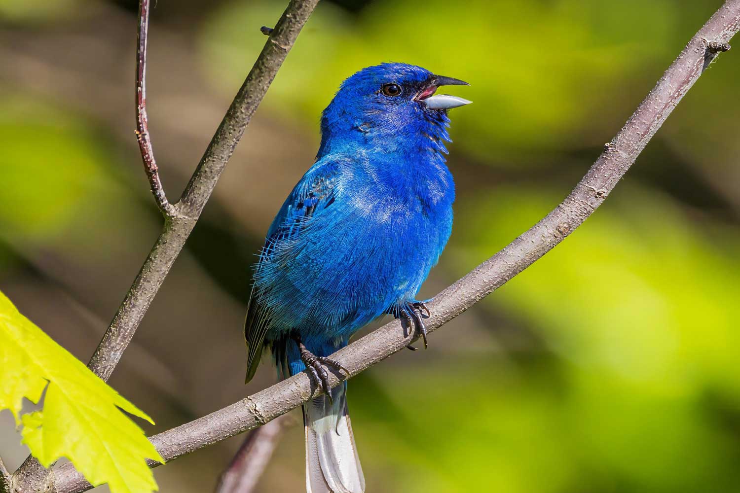 Indigo bunting perched on a branch with leaves in the background.