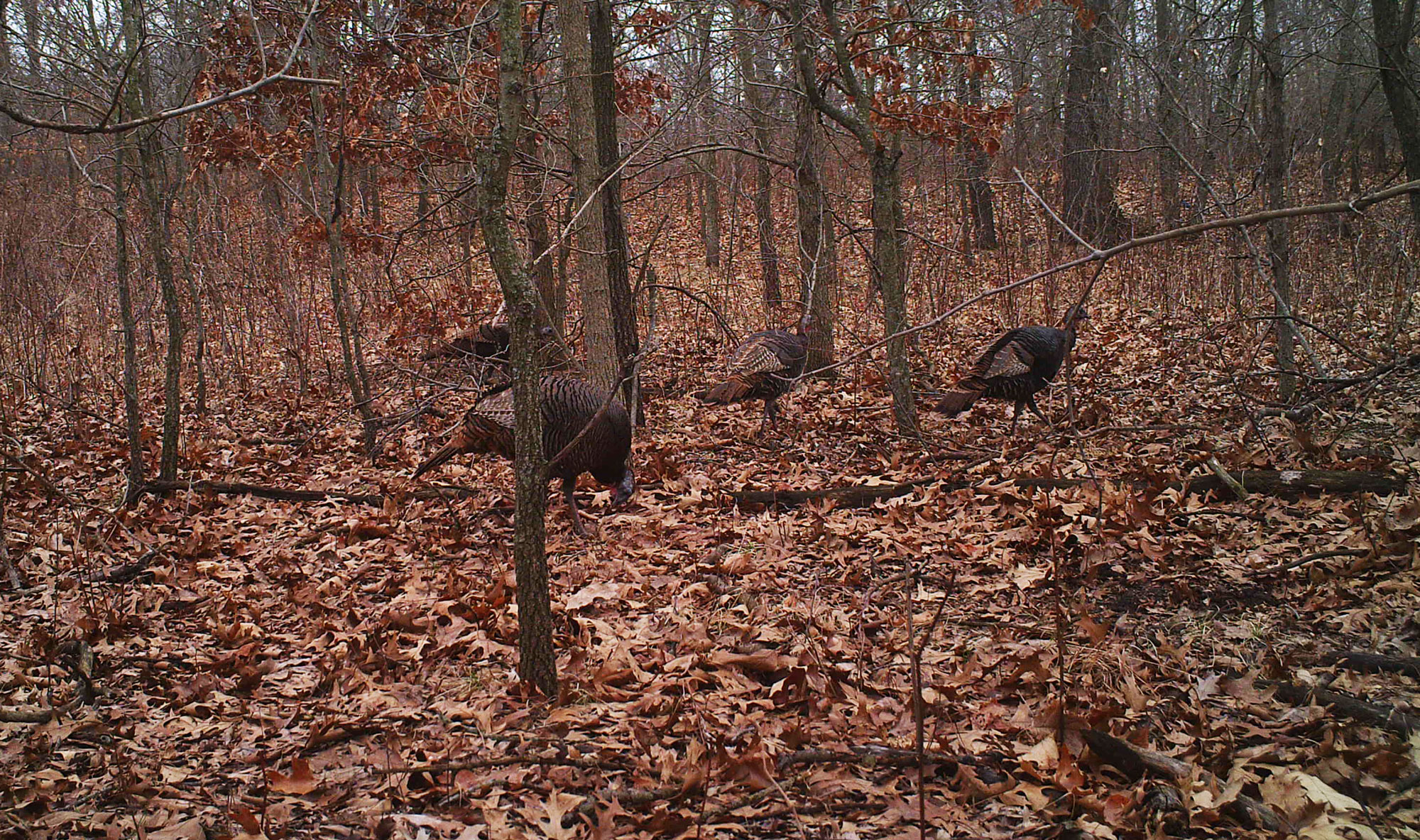 A group of wild turkeys spotted on a trail camera.