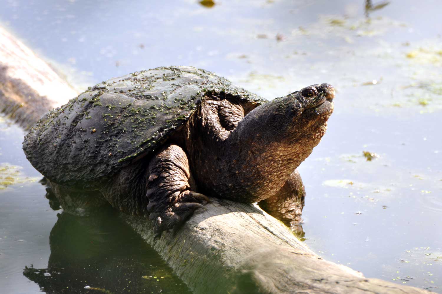 A snapping turtle with its neck outstretched on a log above the surface of the water.