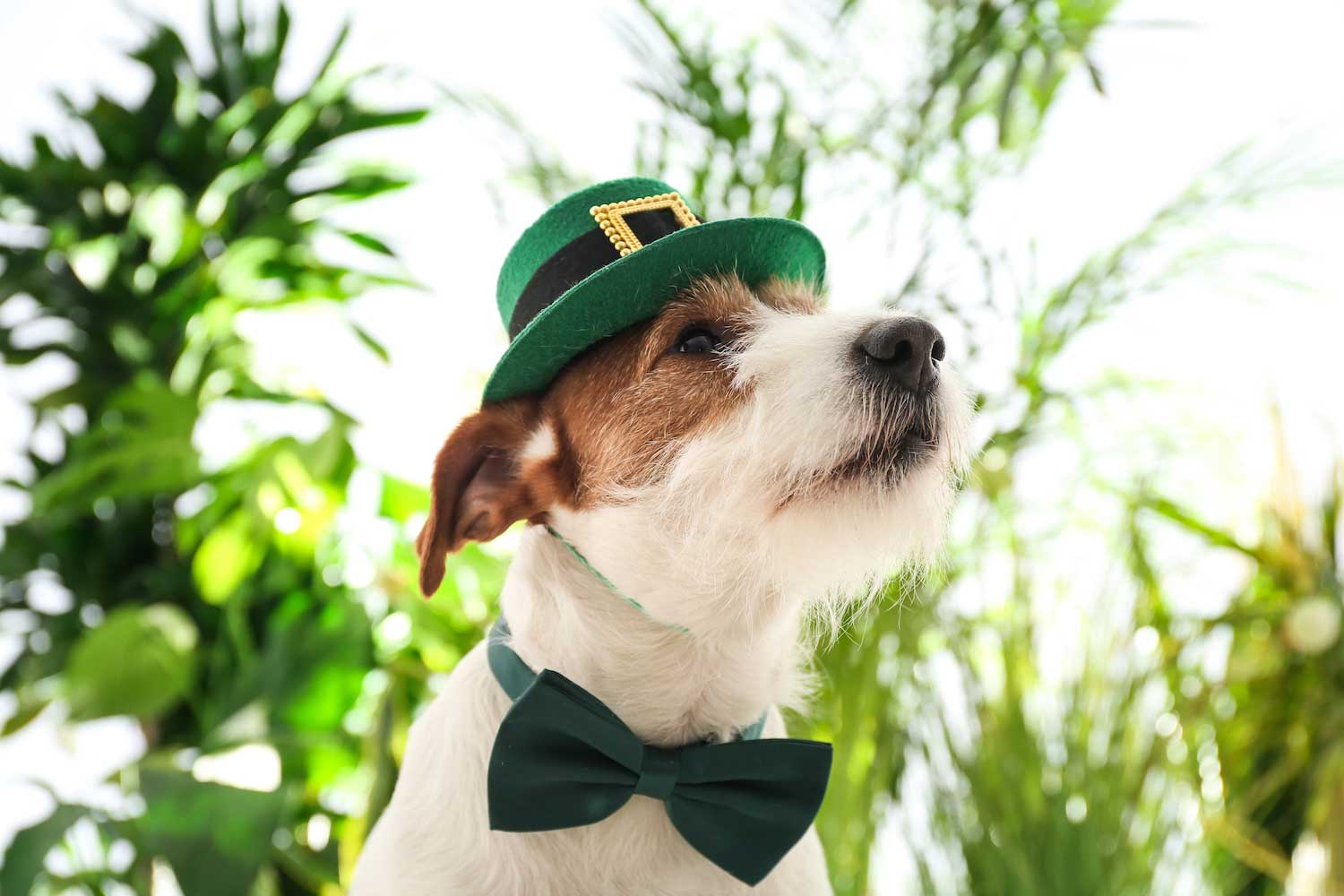 A dog wearing a green top hat and green bowtie.