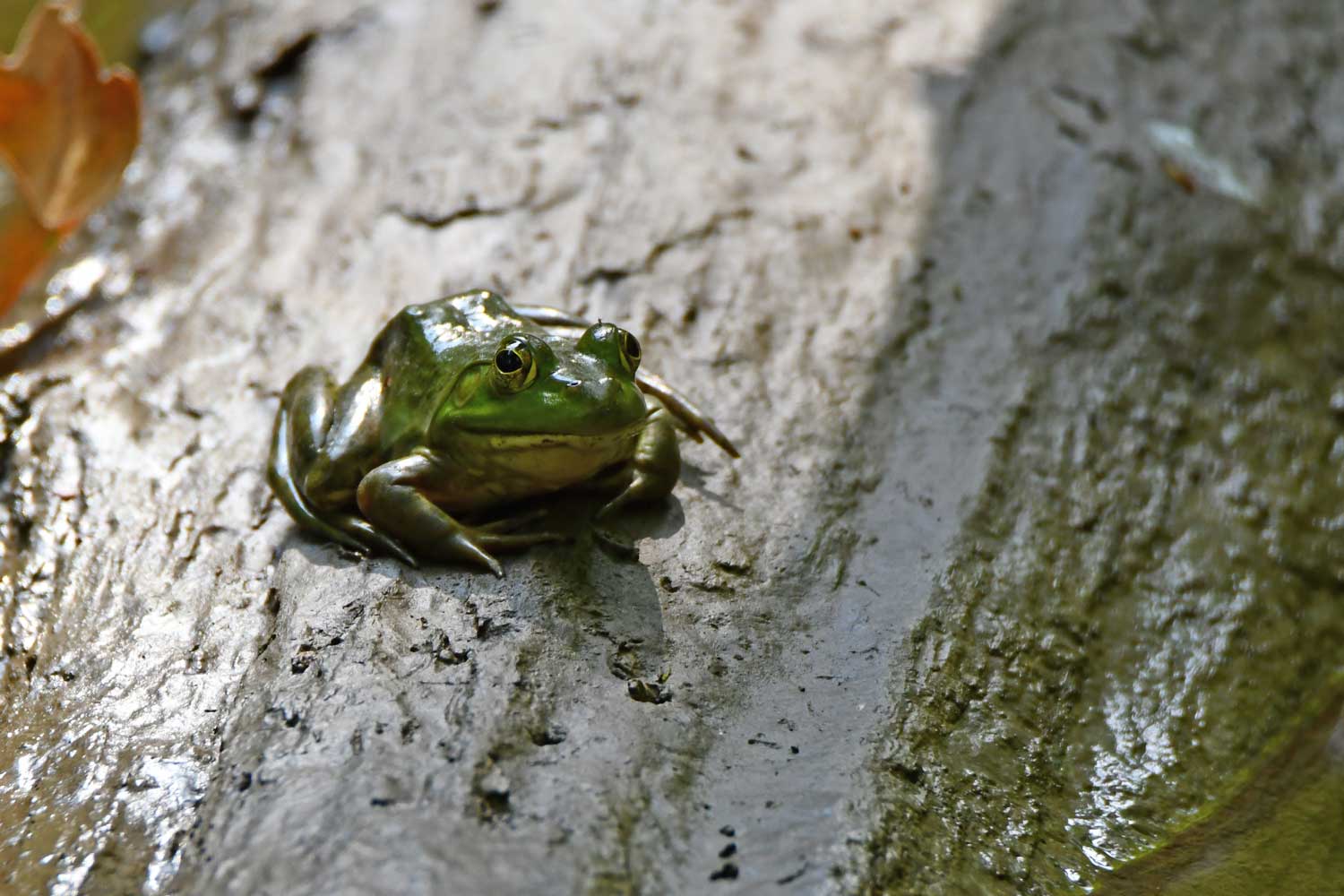 Bullfrog sitting on a wet rock.