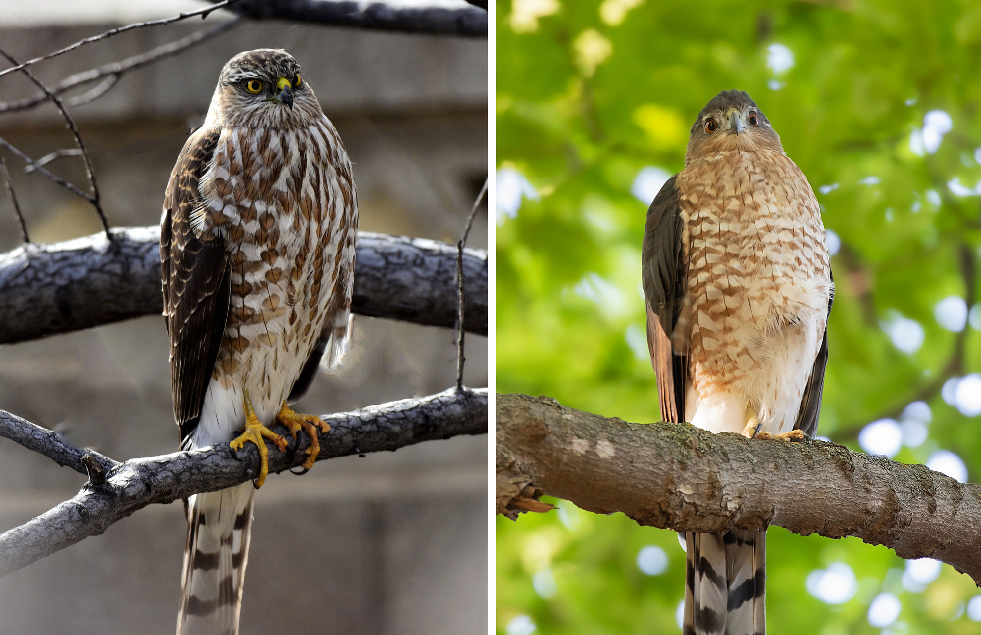 A sharp-shinned hawk and a Cooper's hawk