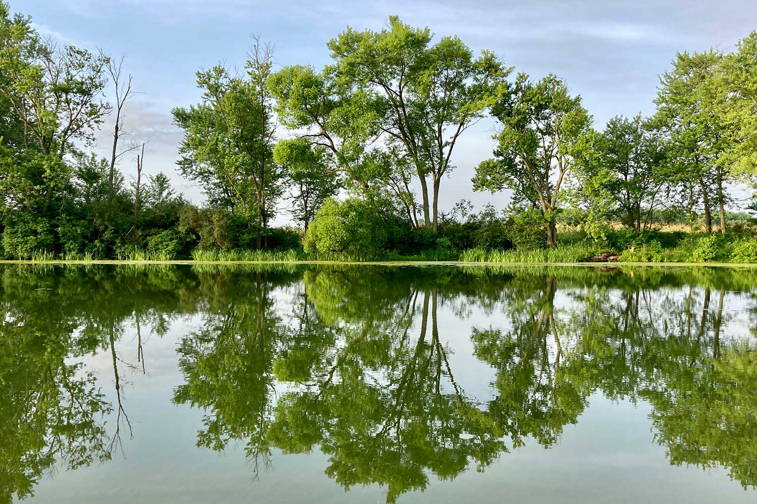 Large leaf-filled trees along a shoreline reflected in the calm water below.