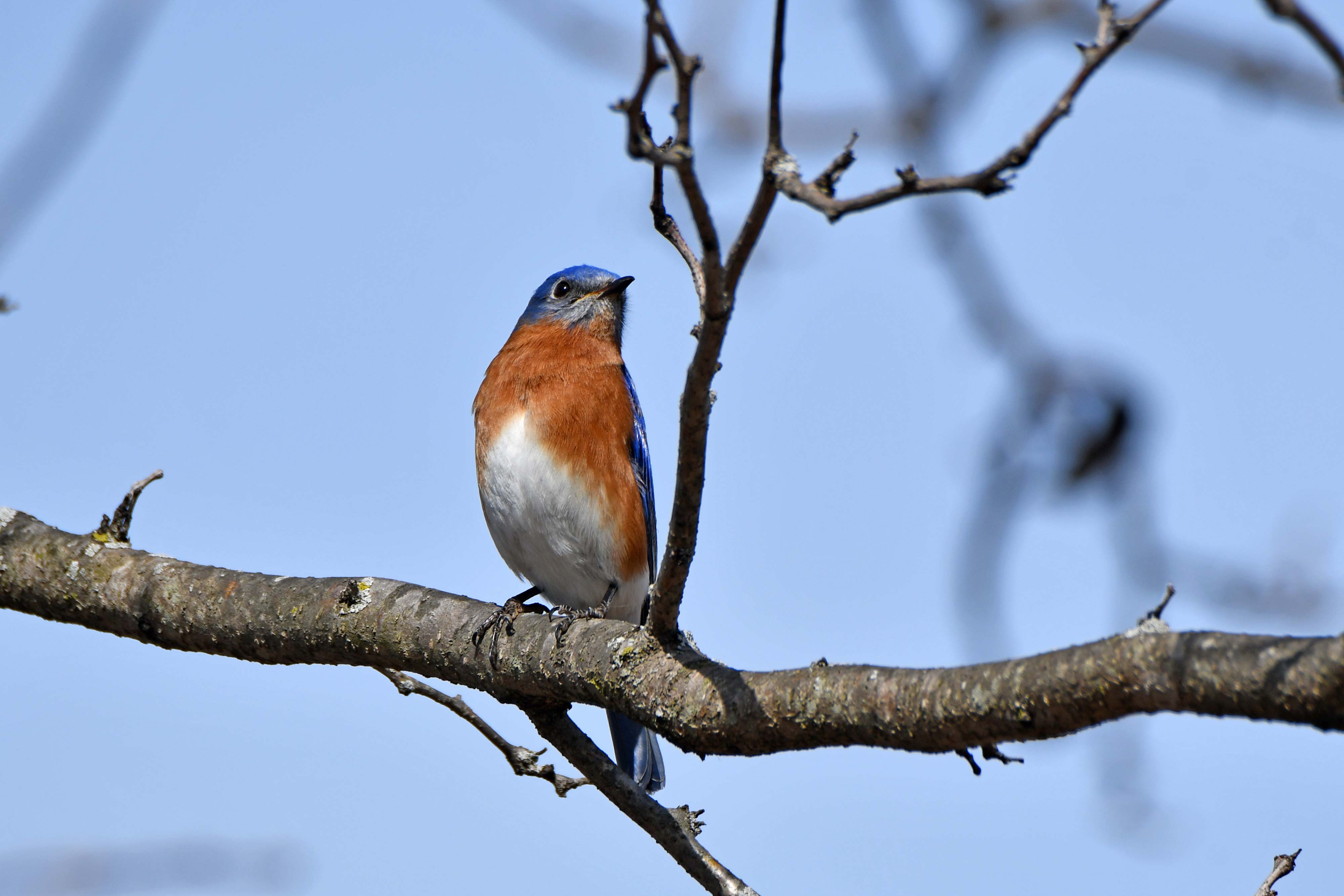 An eastern bluebird perched in a tree