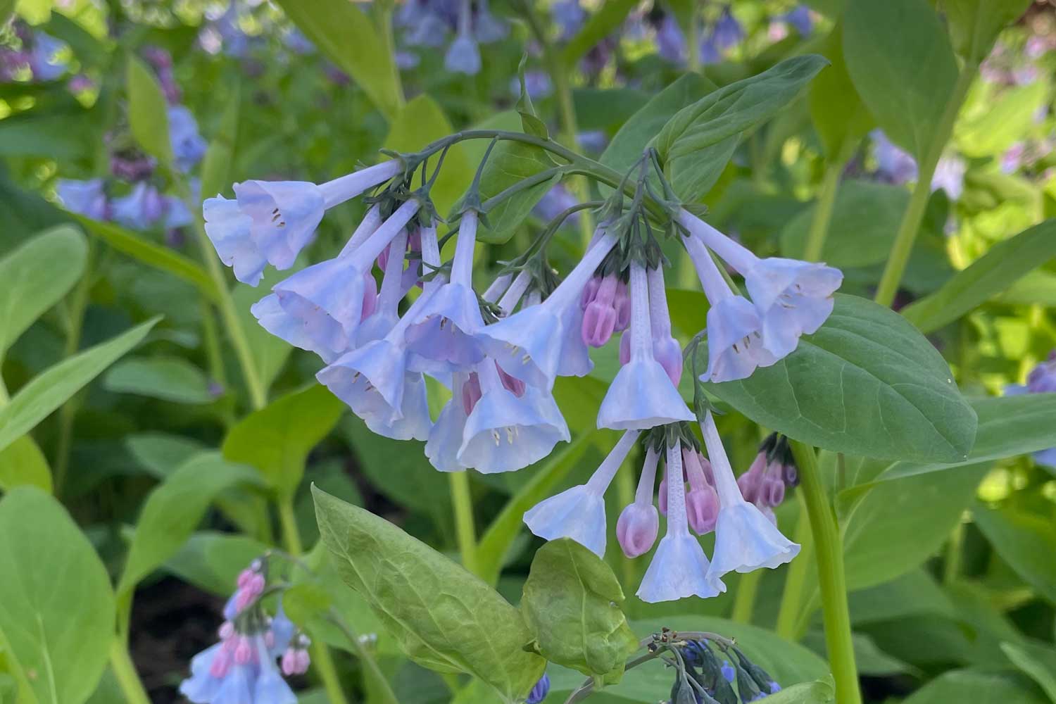 Virginia bluebells with other bluebells in the background.