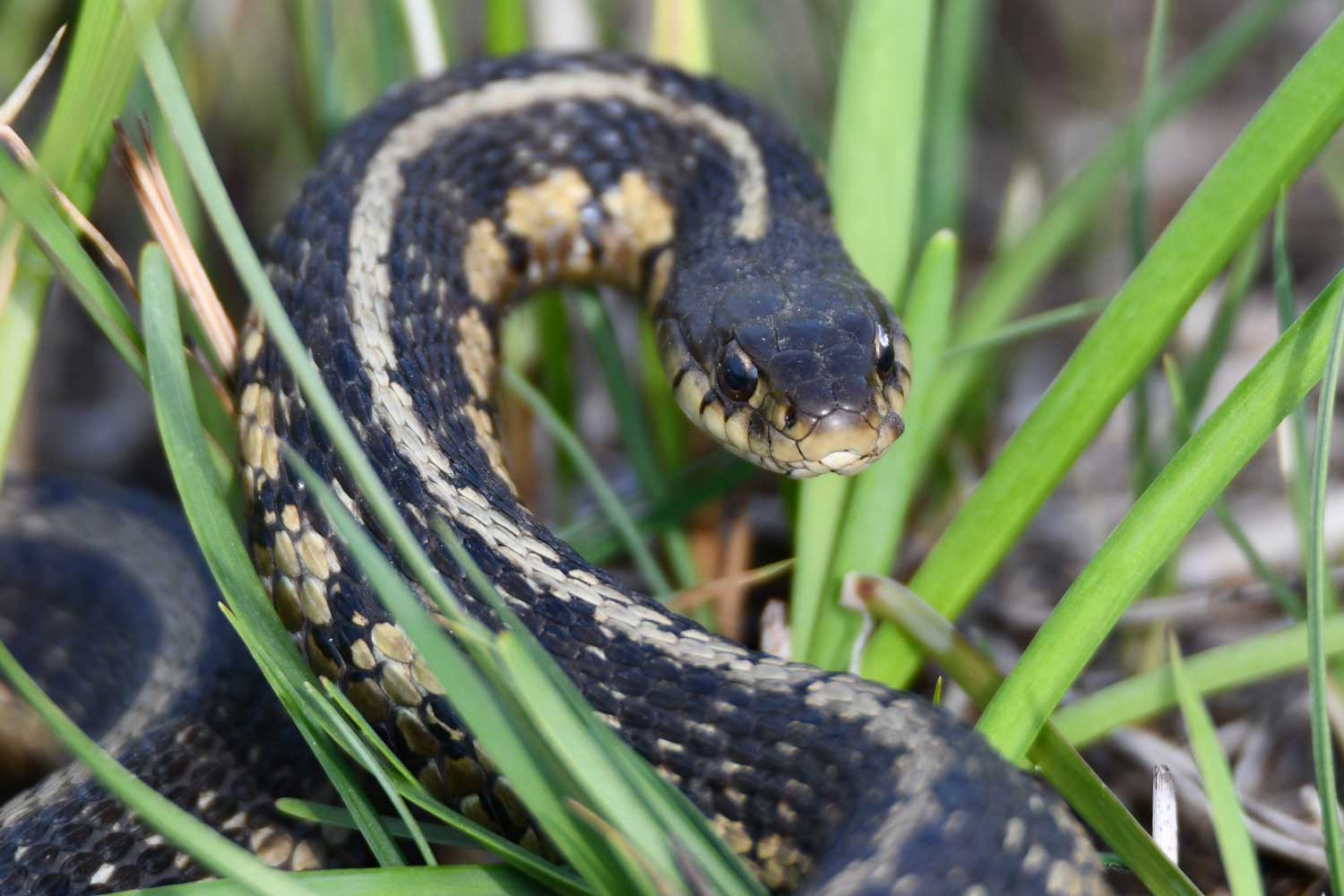 Grass snake sitting amongst tall grasses.