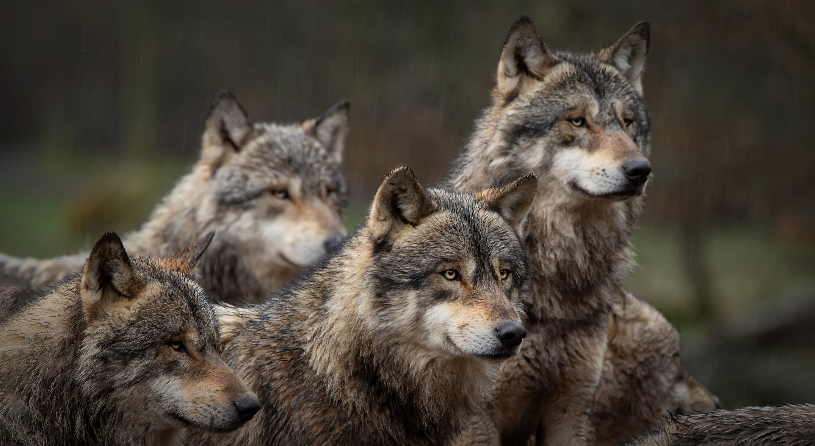 A group of wolves looking off in the distancce.