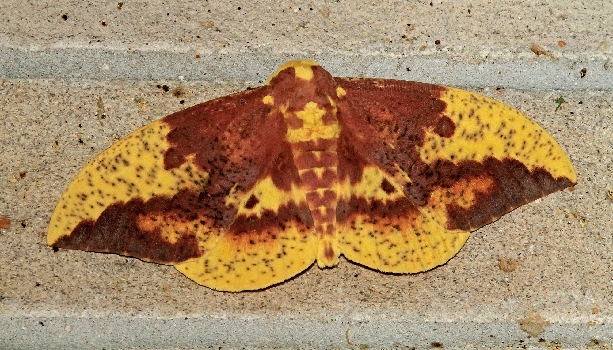 Closeup of imperial moth.