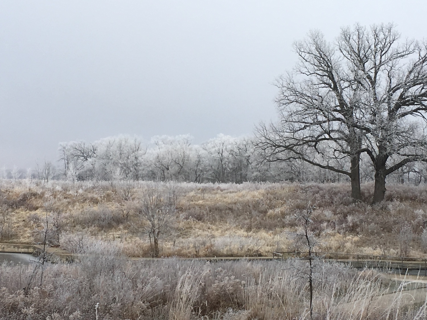 A frosty landscape.