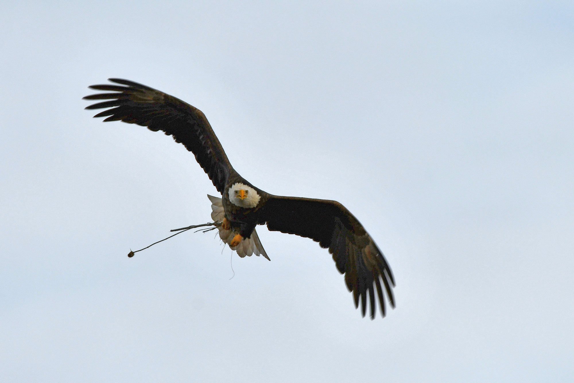 A bald eagle flies overhead with nesting material.