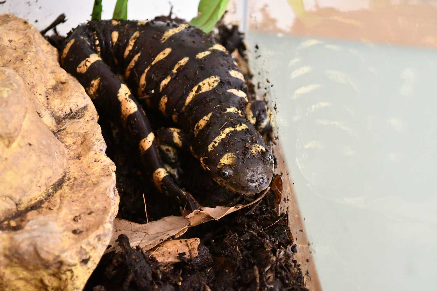 A tiger salamander on a rock in its tank.