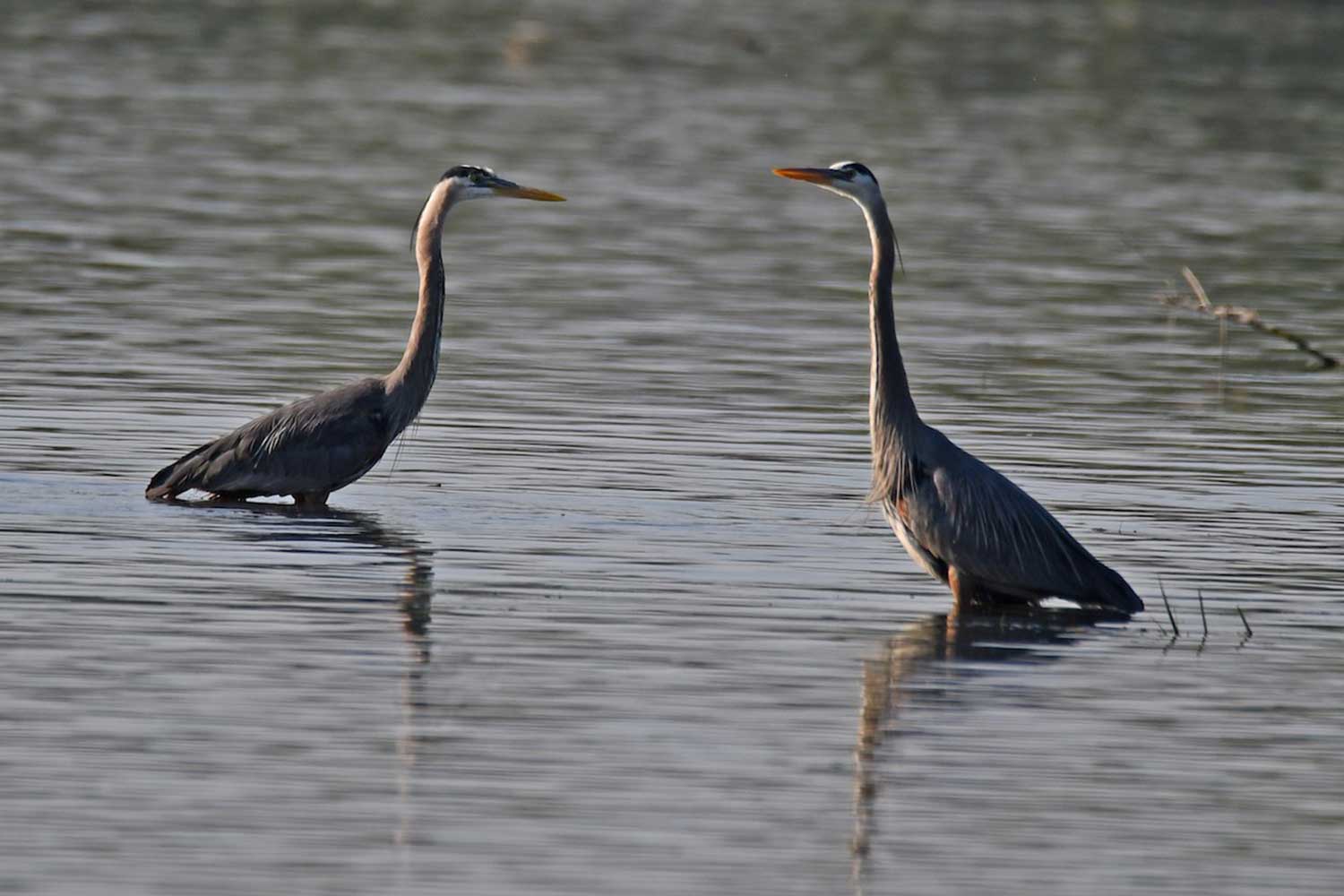 Two great blue herons standing and facing each other in shallow water.