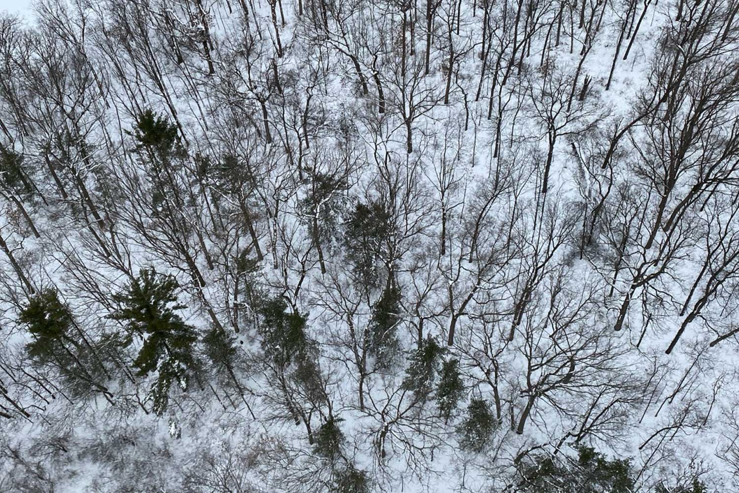 An aerial view of a snow-covered forest with stands of deciduous and evergreen trees.