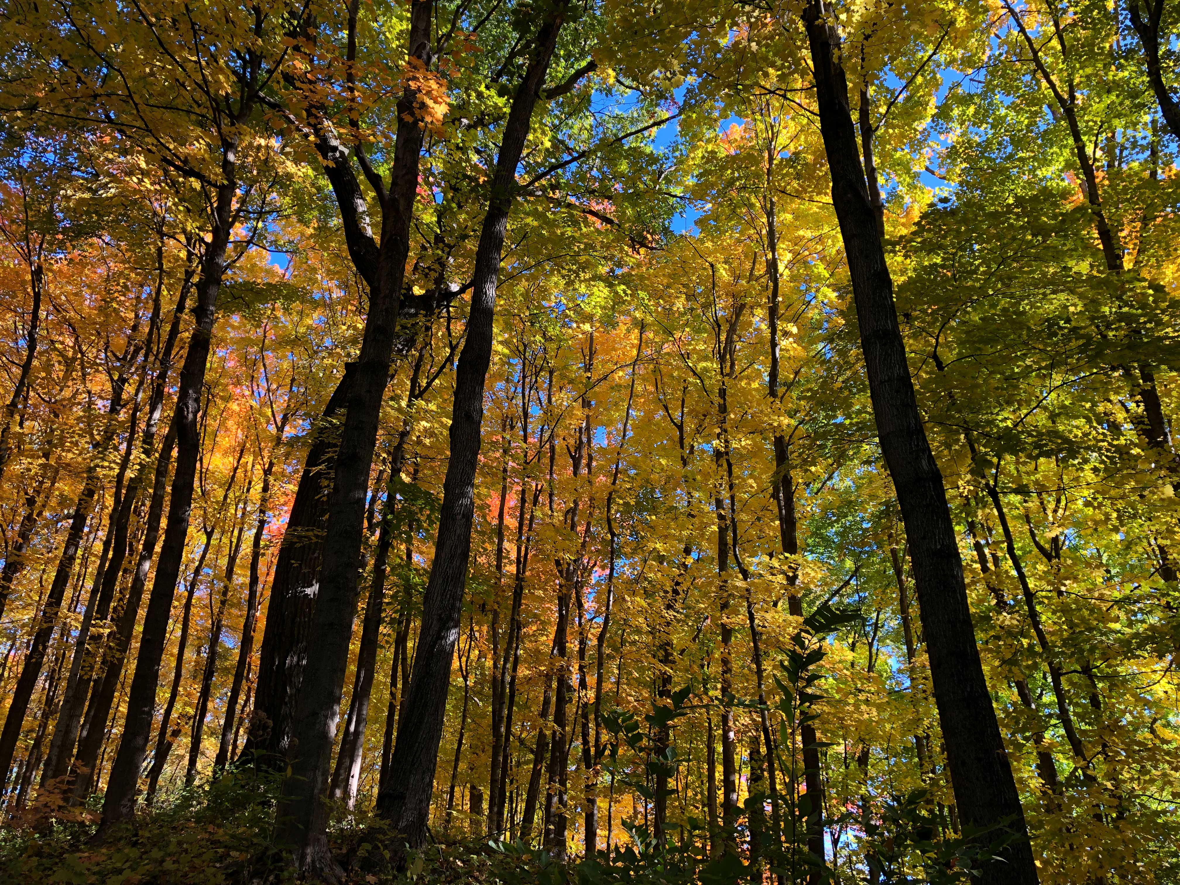 A line of trees with fall color.