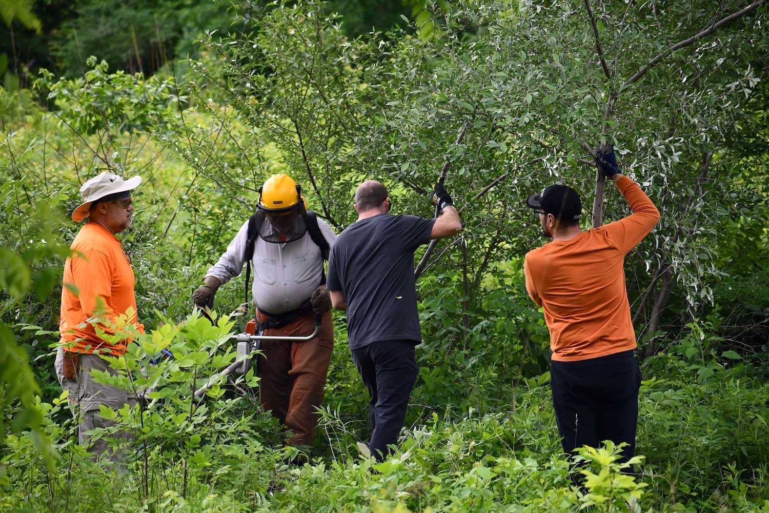 A group of people clearing brush from along a trail.