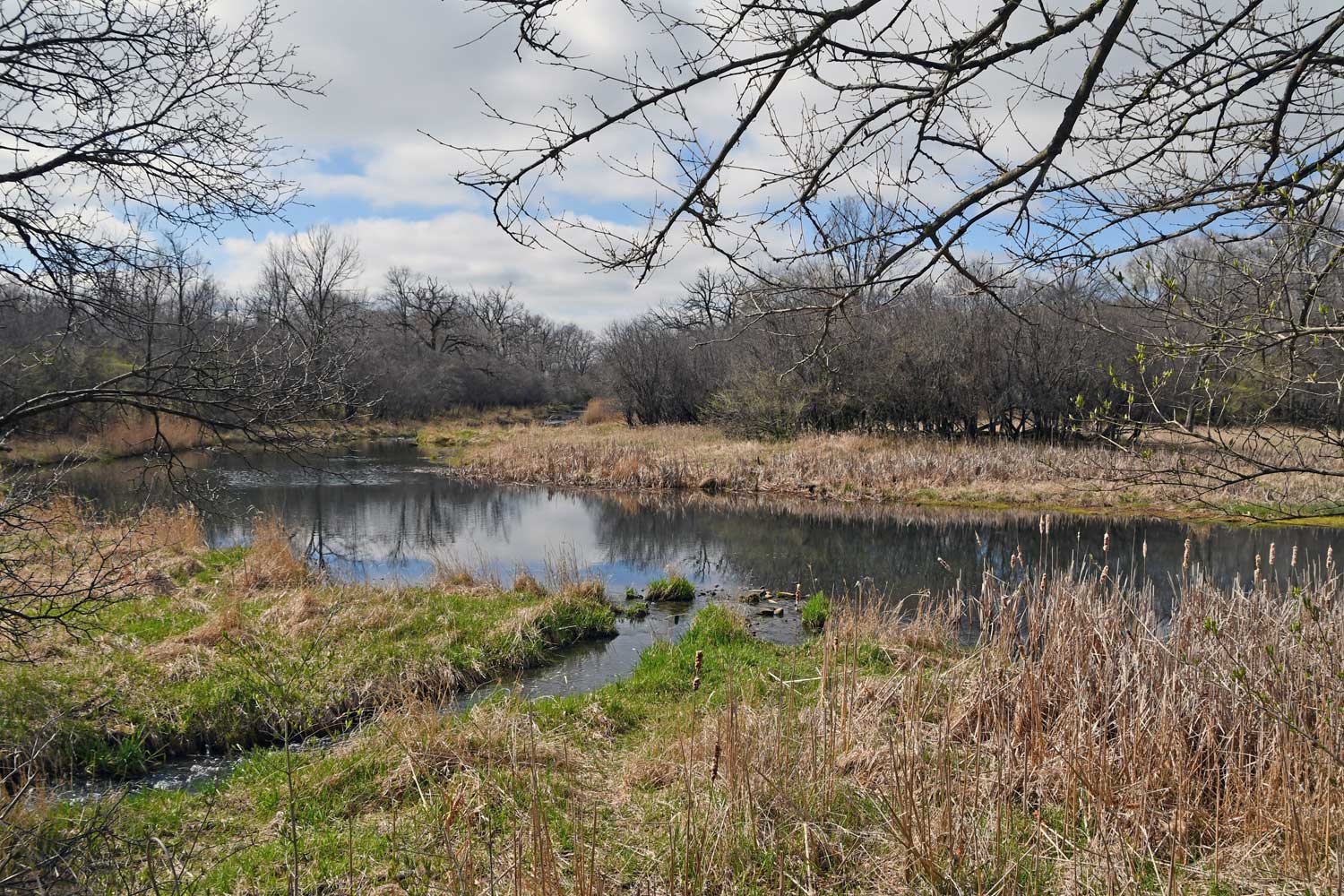 River surrounded by grasses and trees.