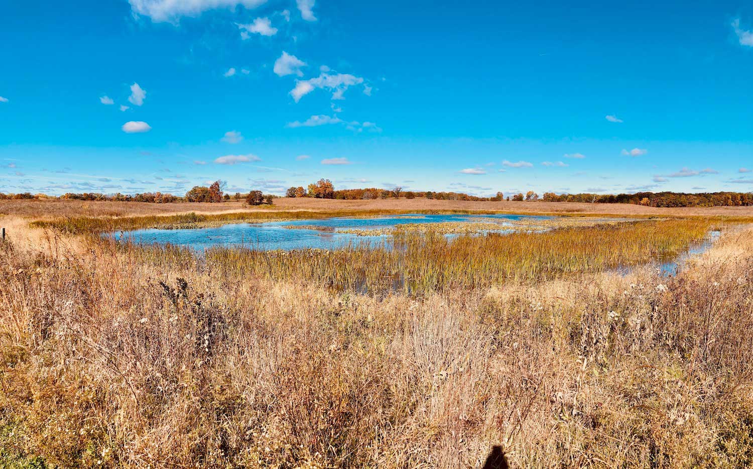 A large puddle forming a wetland in a prairie. 