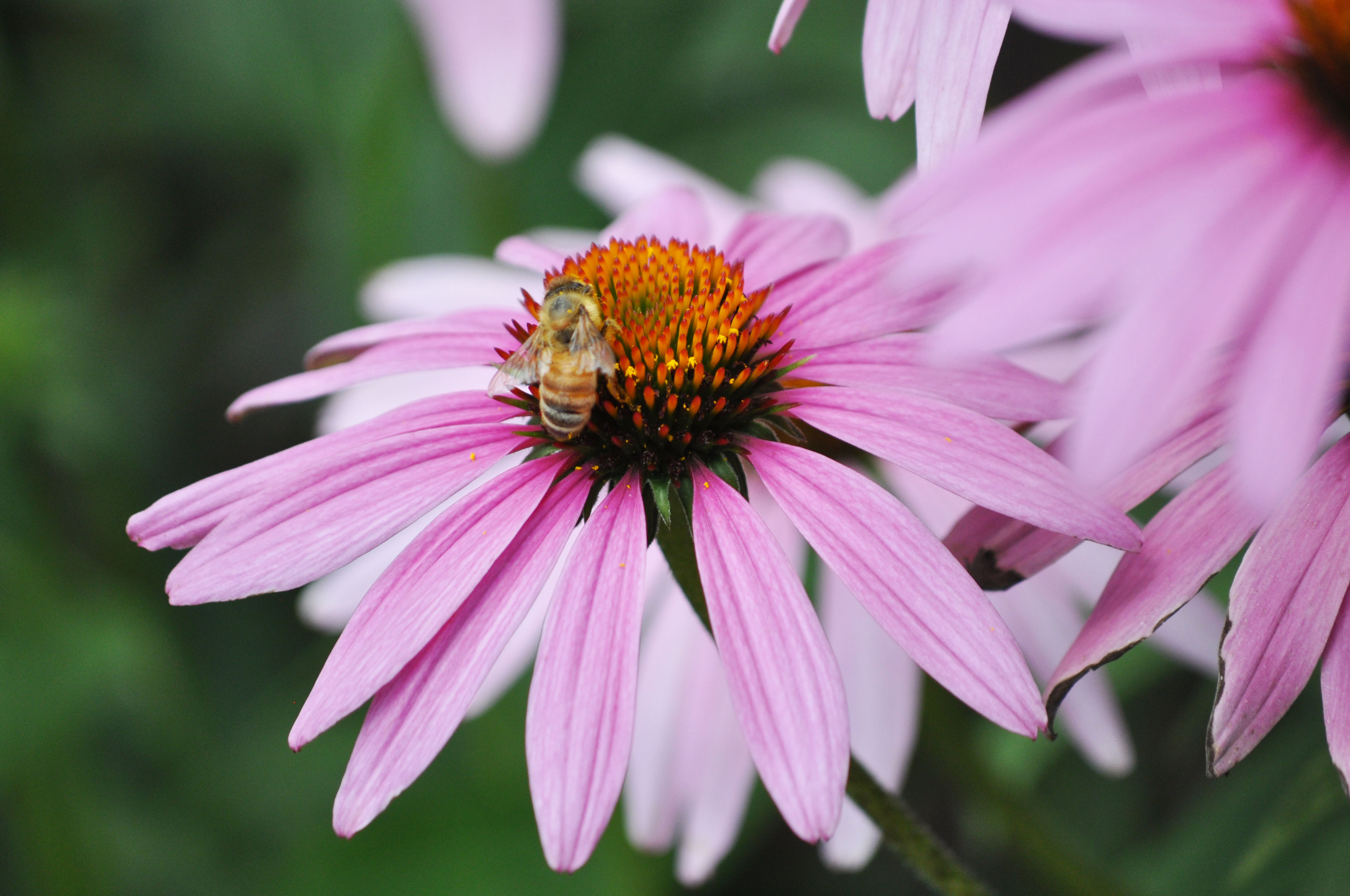 A bee on a purple coneflower.