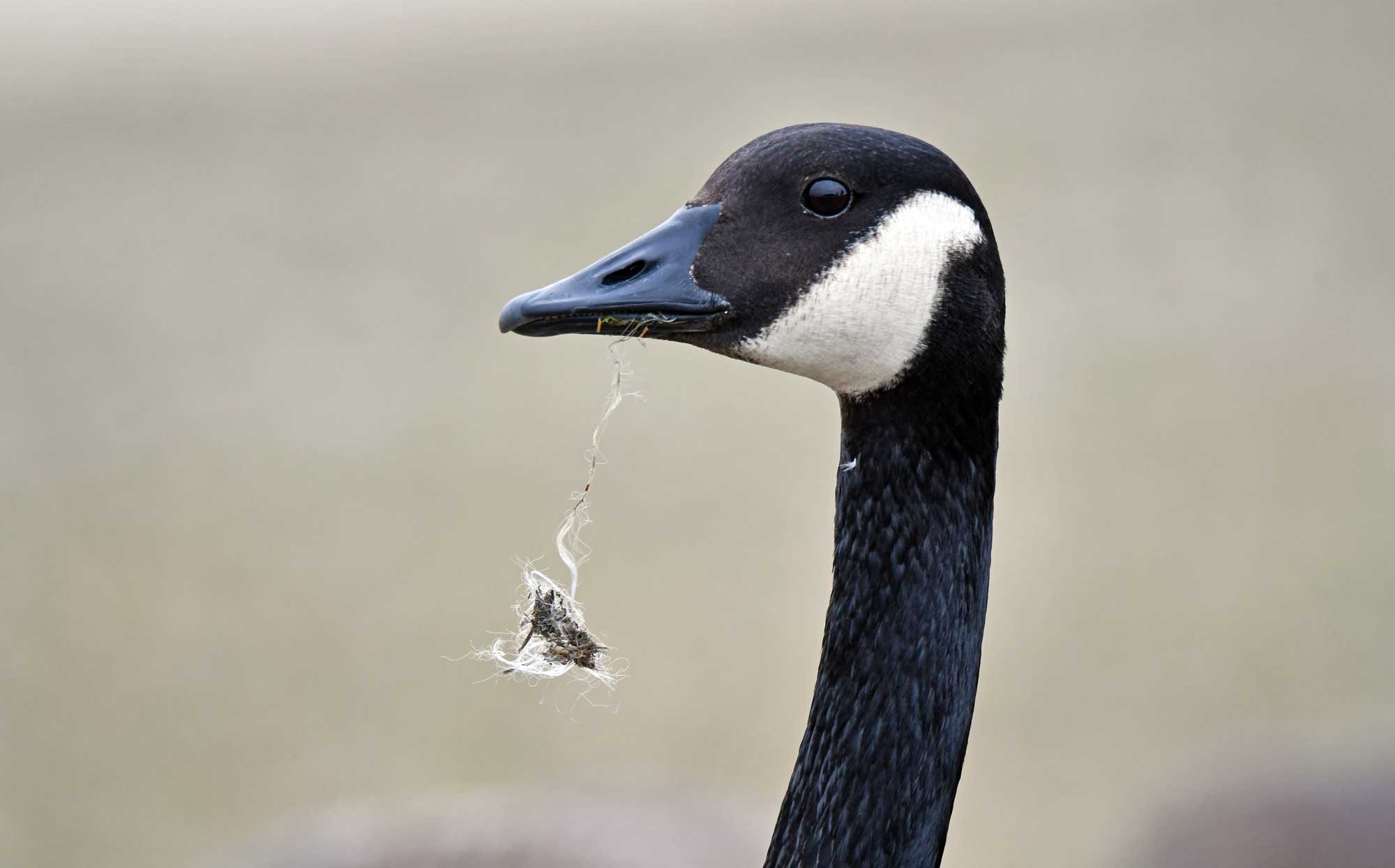 A close up of a goose with fishing line stuck in its mouth.
