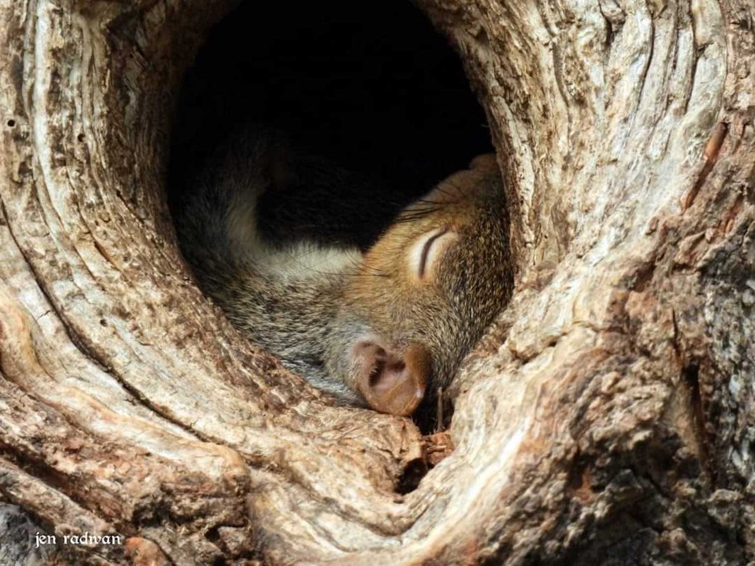 A young squirrel sleeping in a tree cavity.
