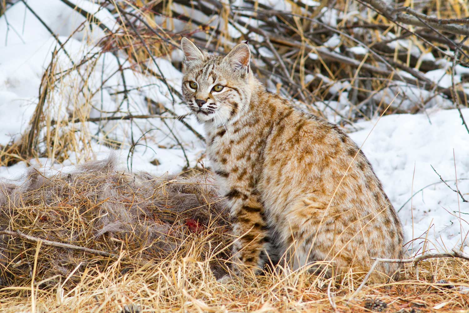 Bobcat sitting in snow.