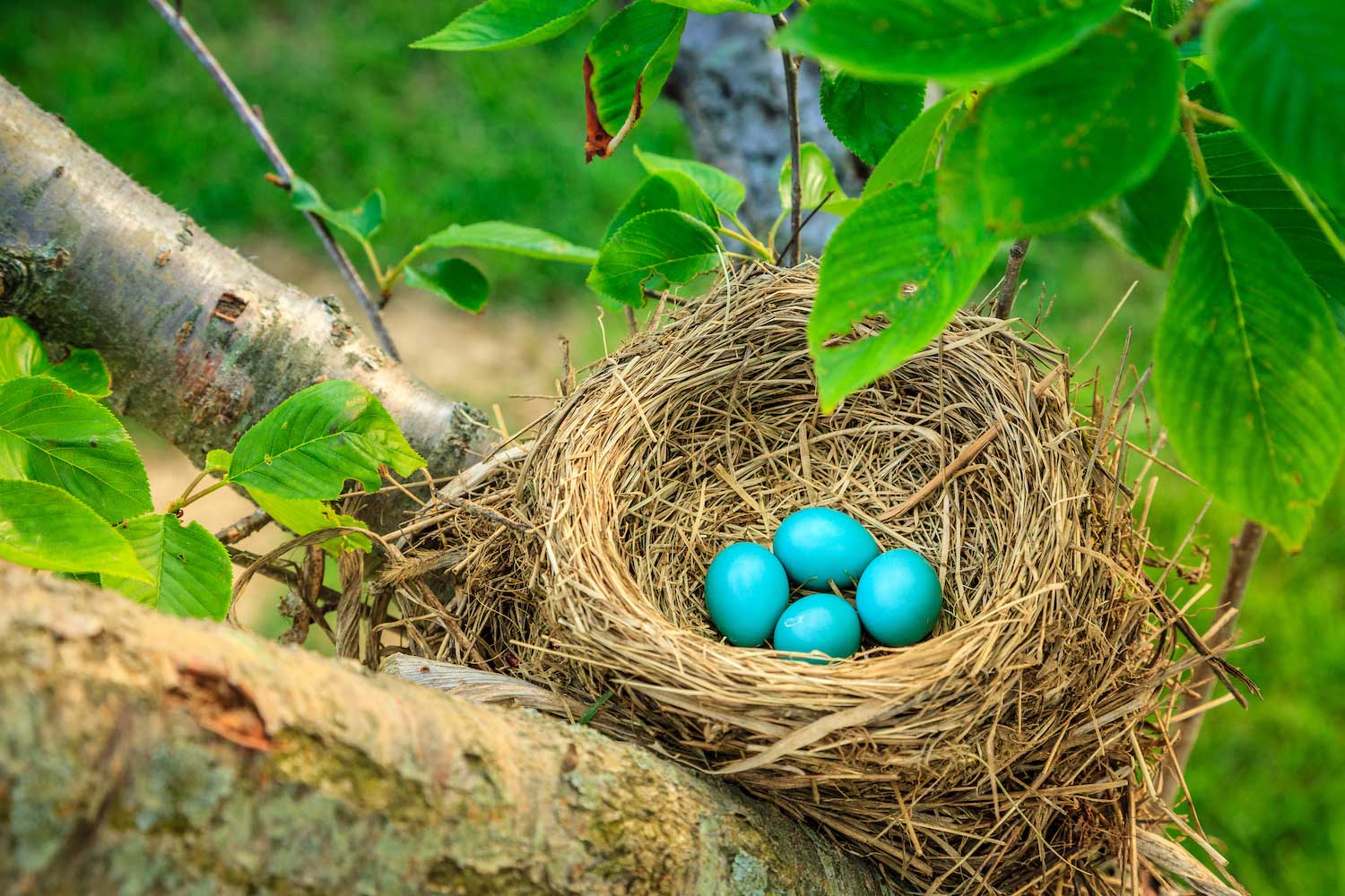 A clutch of four robin eggs in a nest in the crook of a tree.
