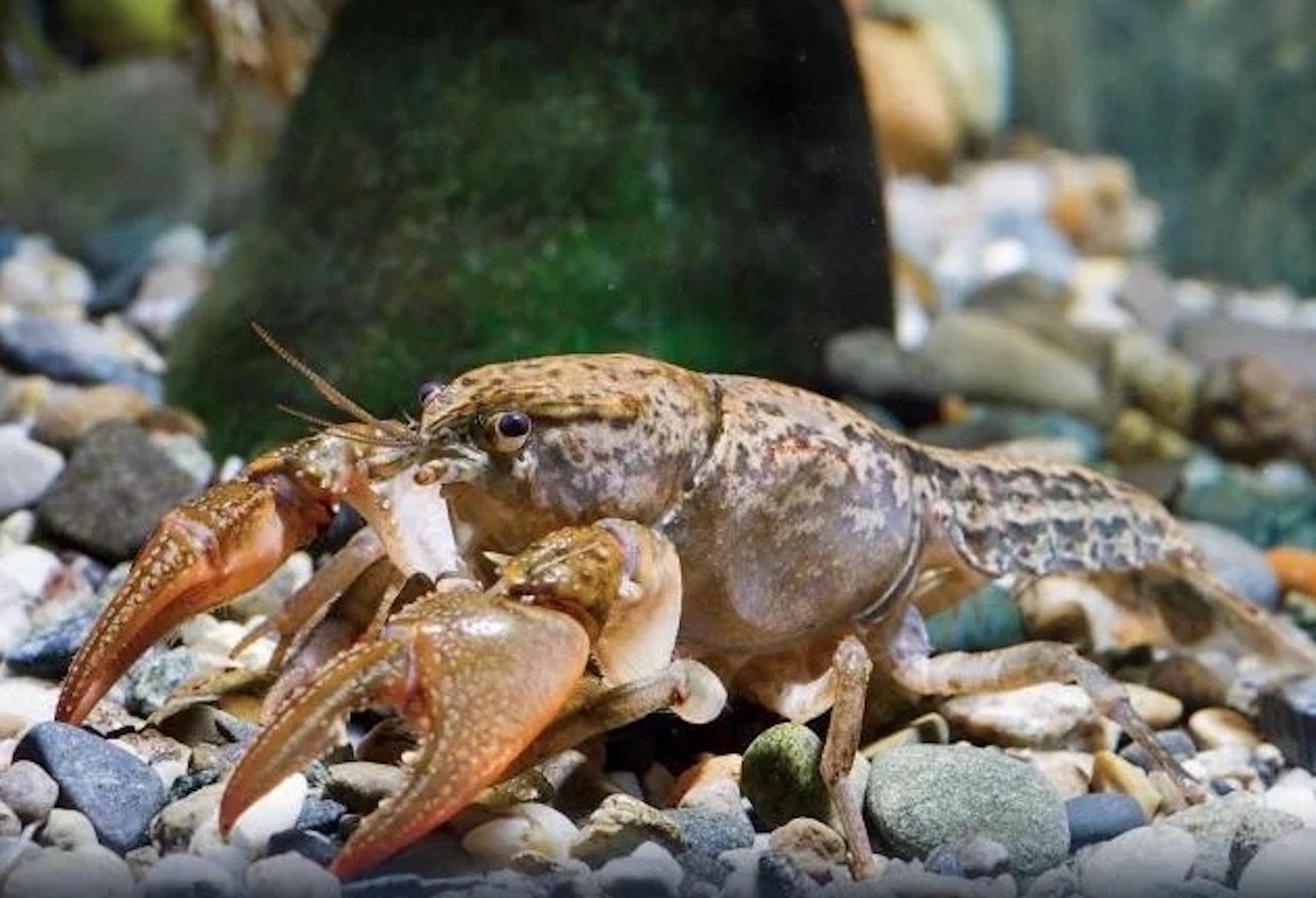 A crayfish in the water.