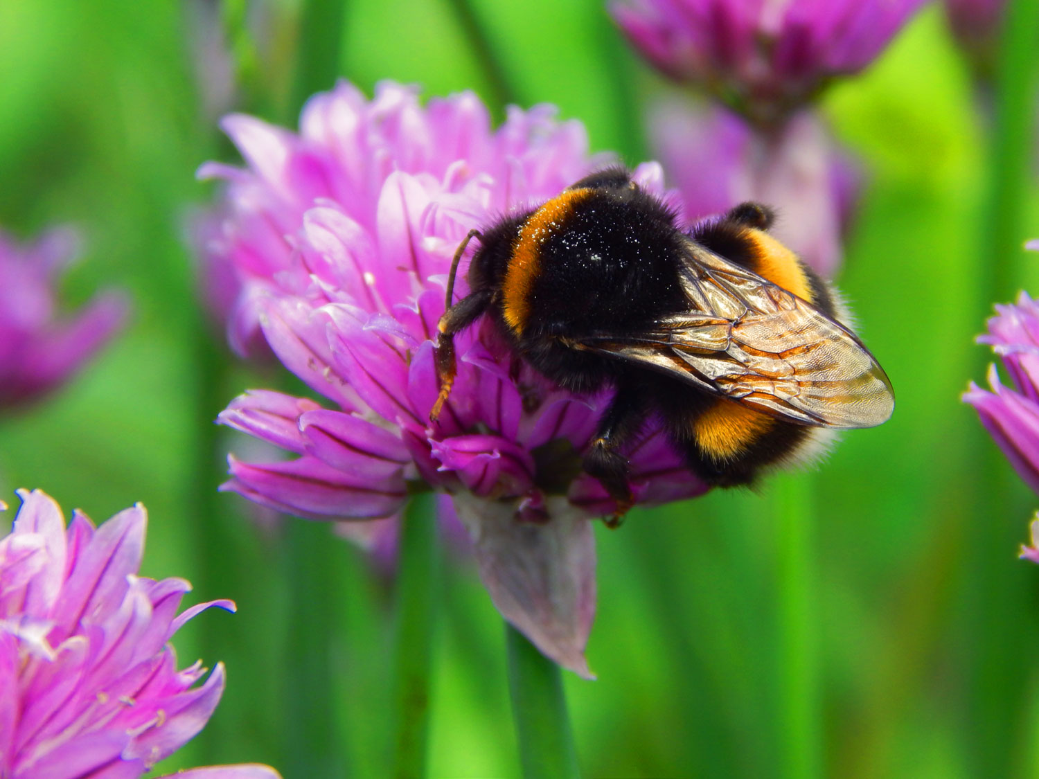 A bee on a purple flower