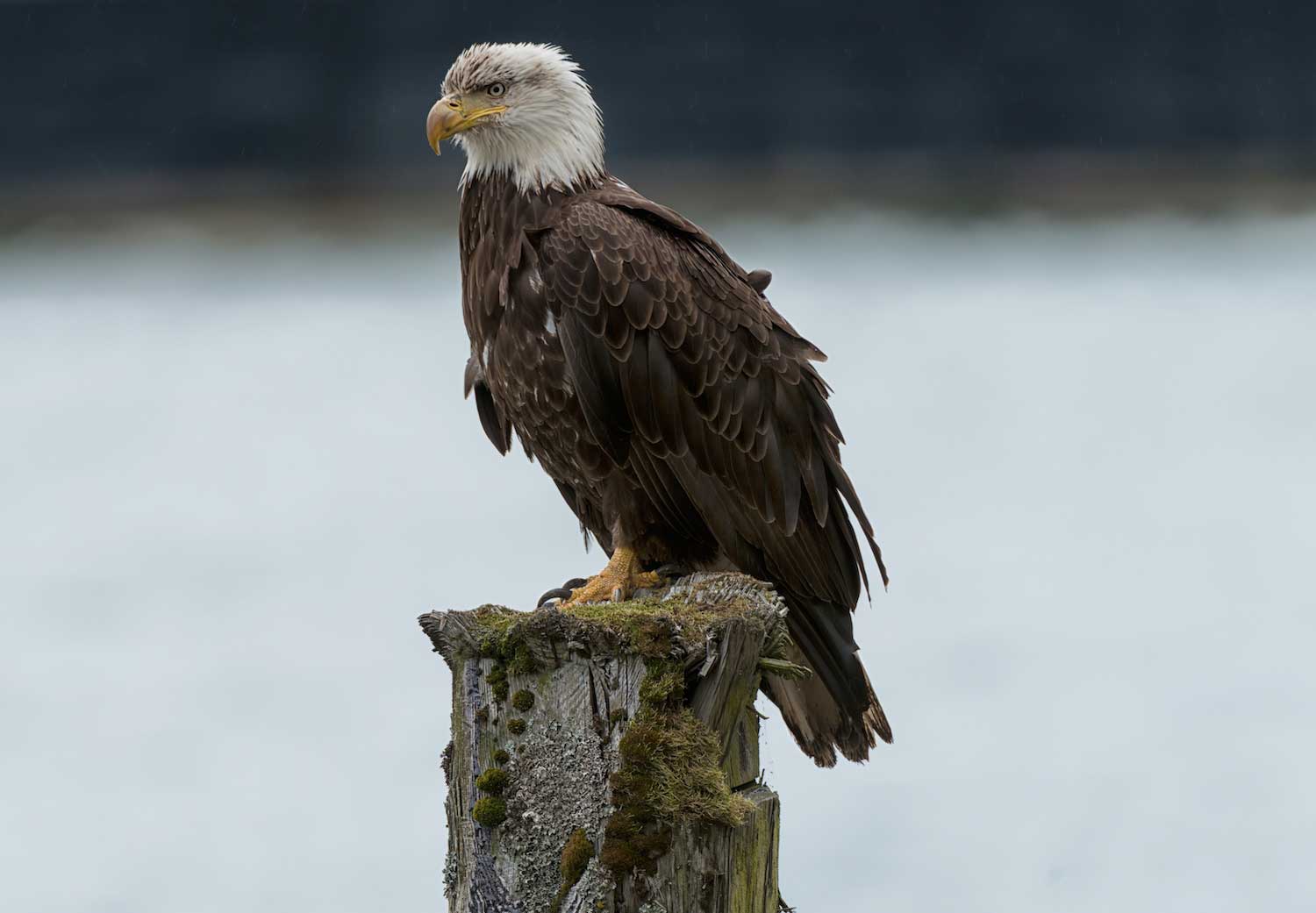 A bald eagle perched.
