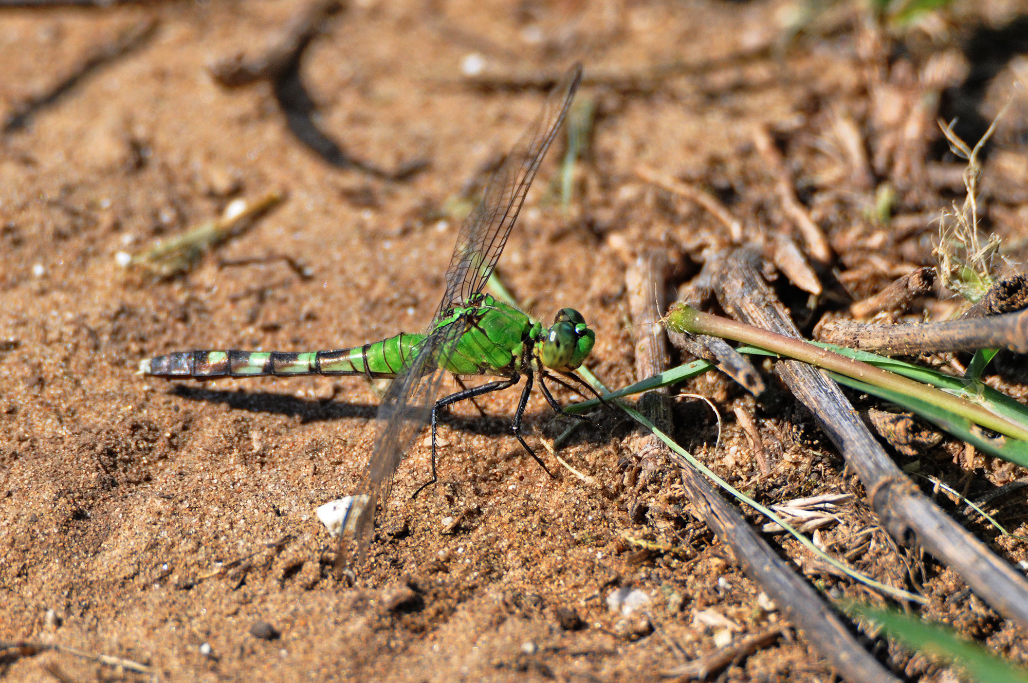 The Eastern Pondhawk 