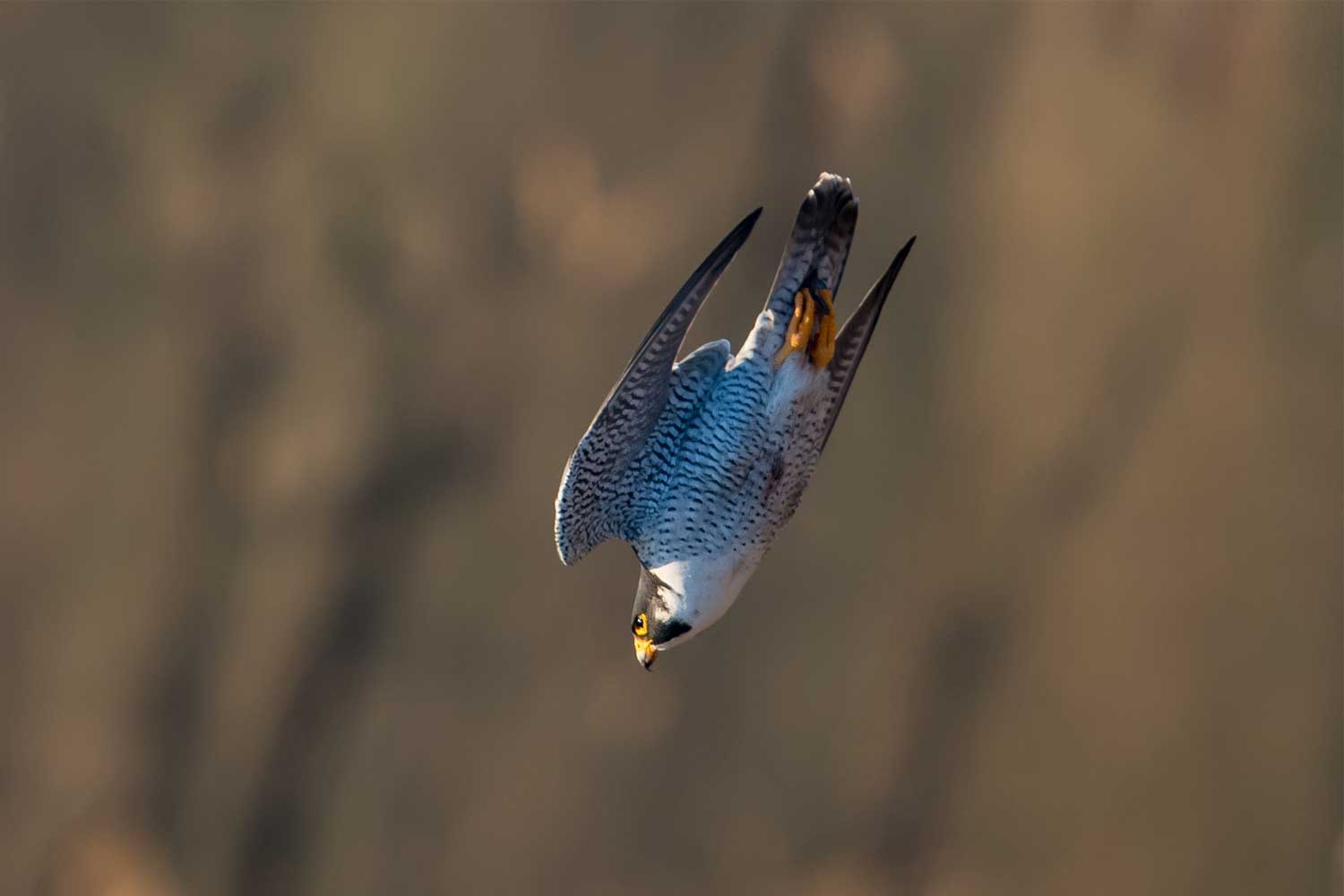 Peregrine falcon flying down with wings extended.