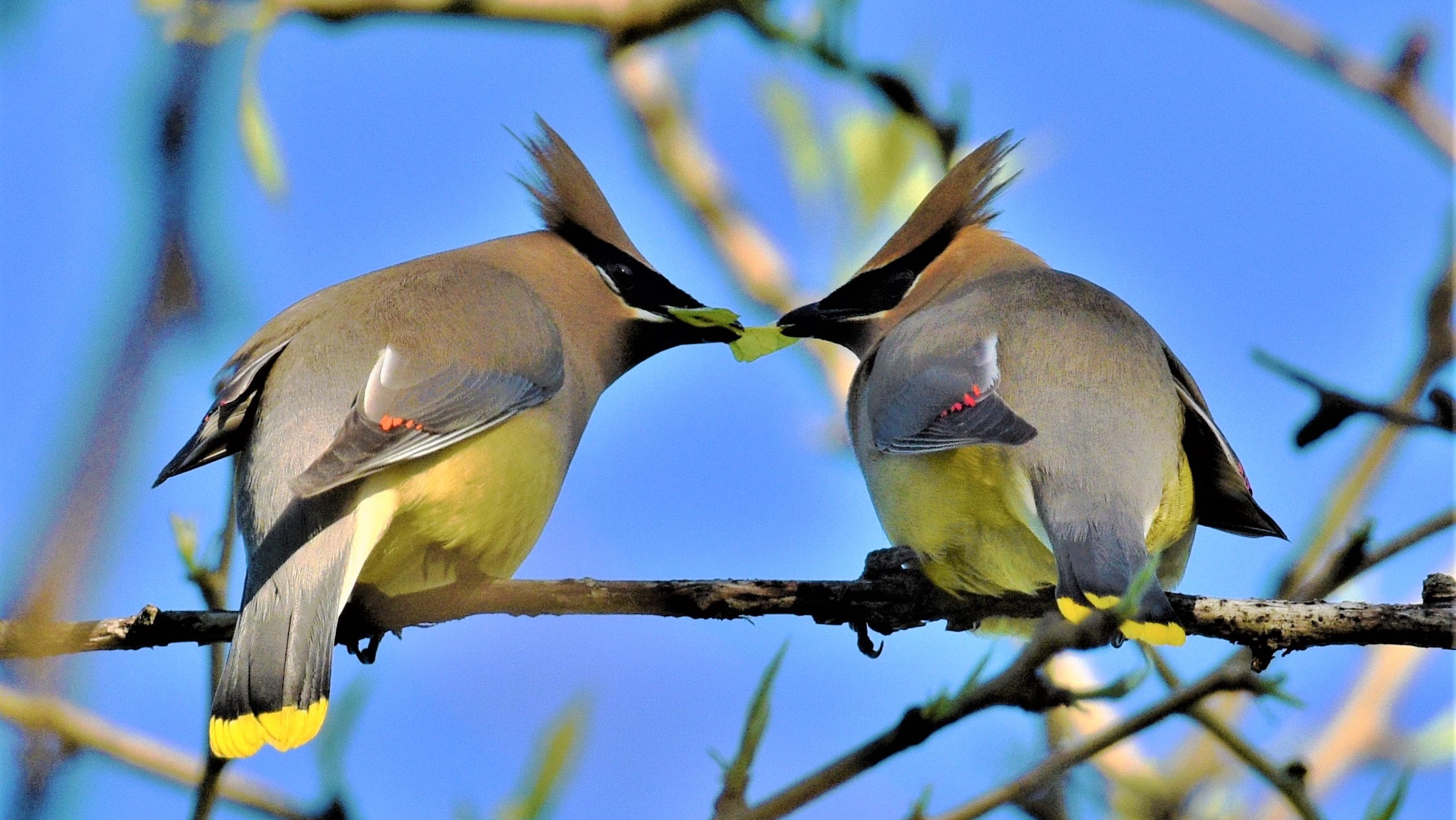 Two cedar waxwings sharing a meal on a branch.