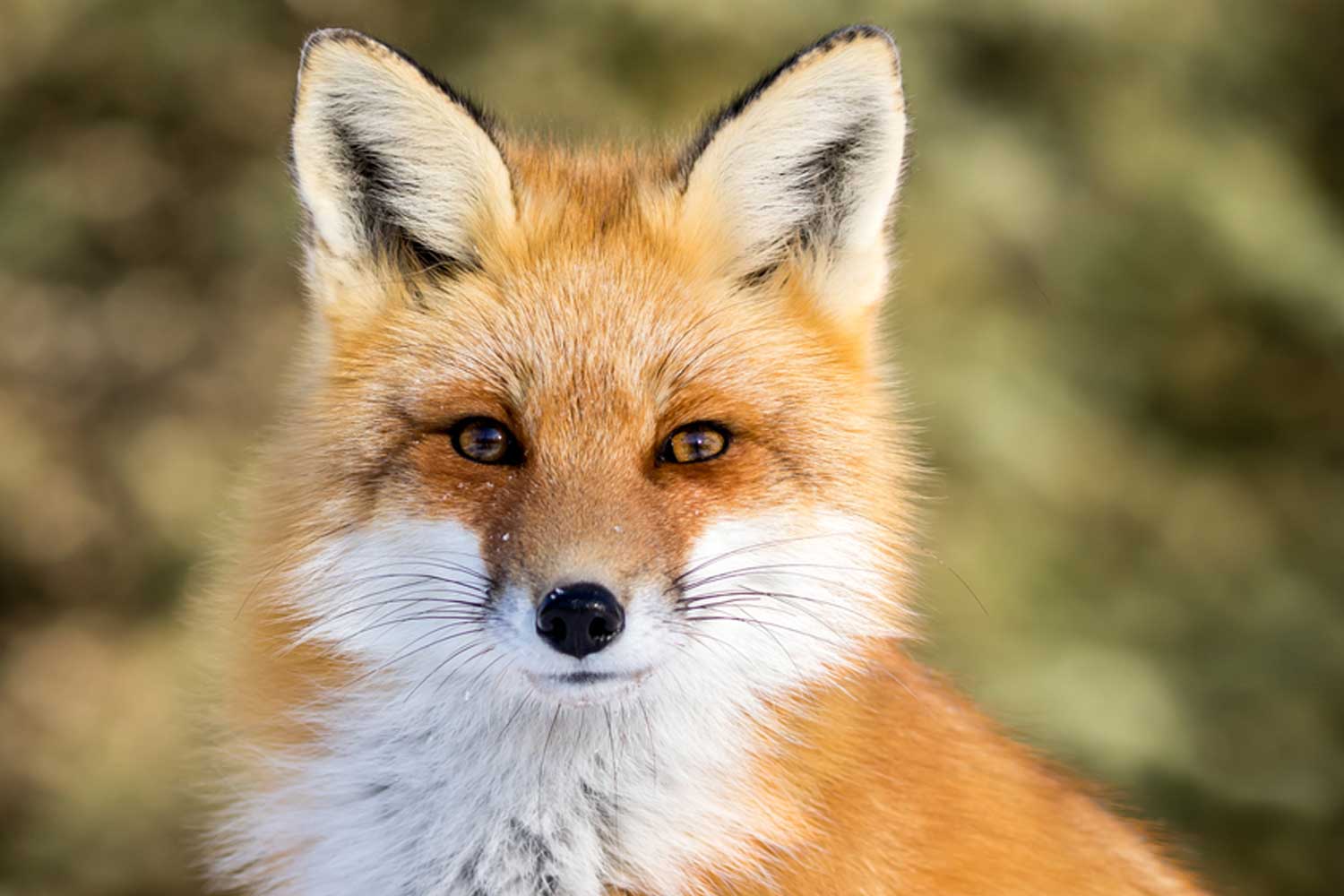 Close up of a red fox.