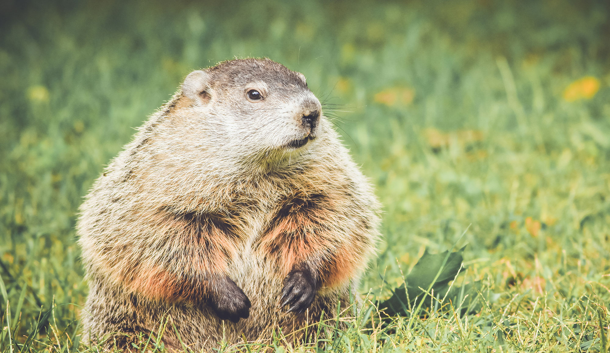 A groundhog in grass.
