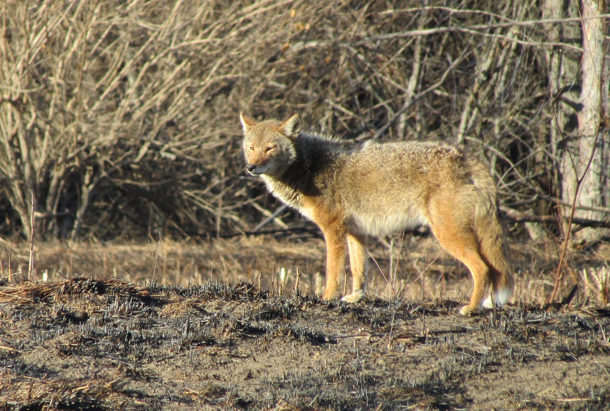 Coyote in a field after a prescribed burn