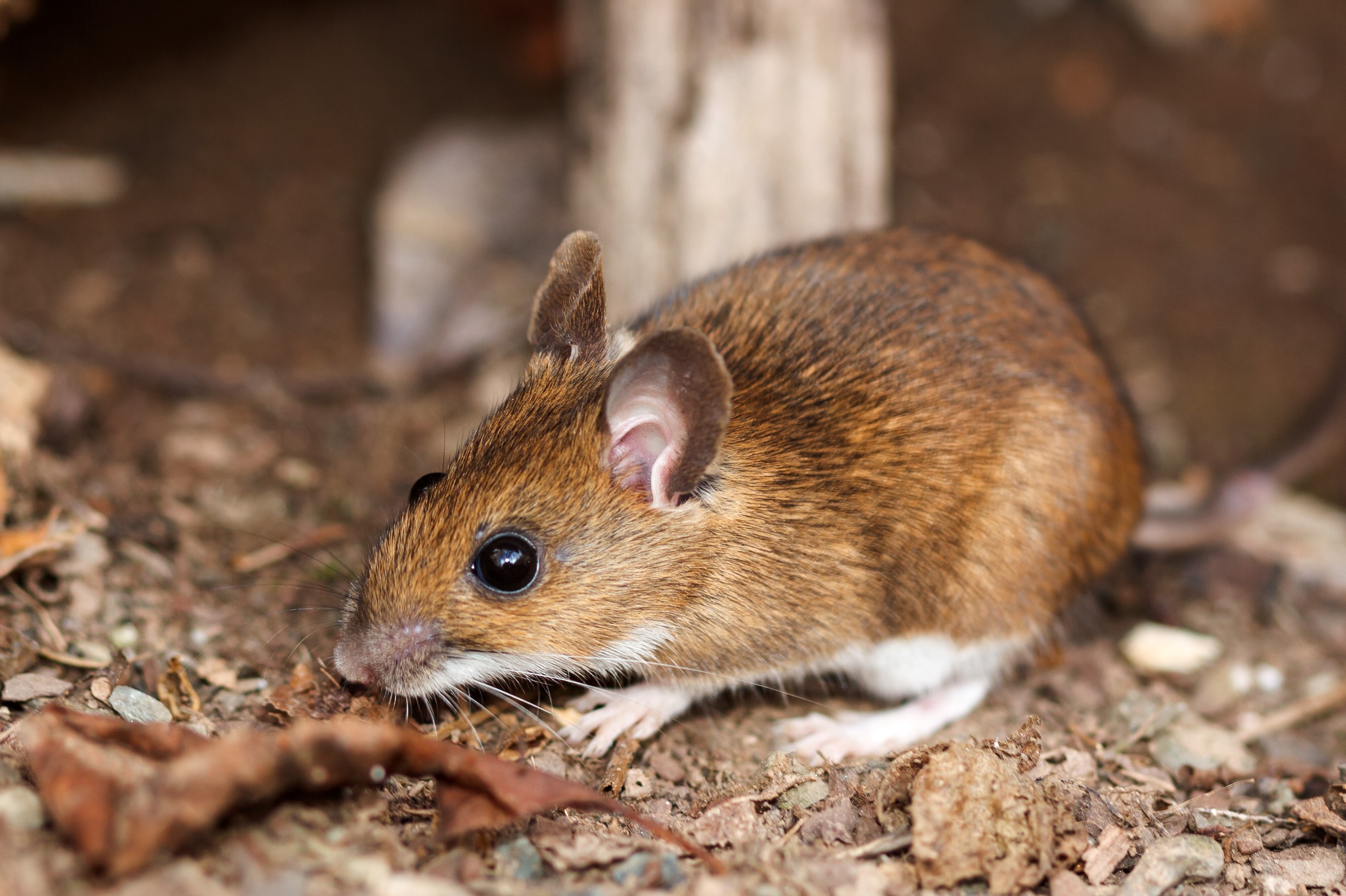 Coexisting with wildlife: Mice and rats | Forest Preserve District of Will  County