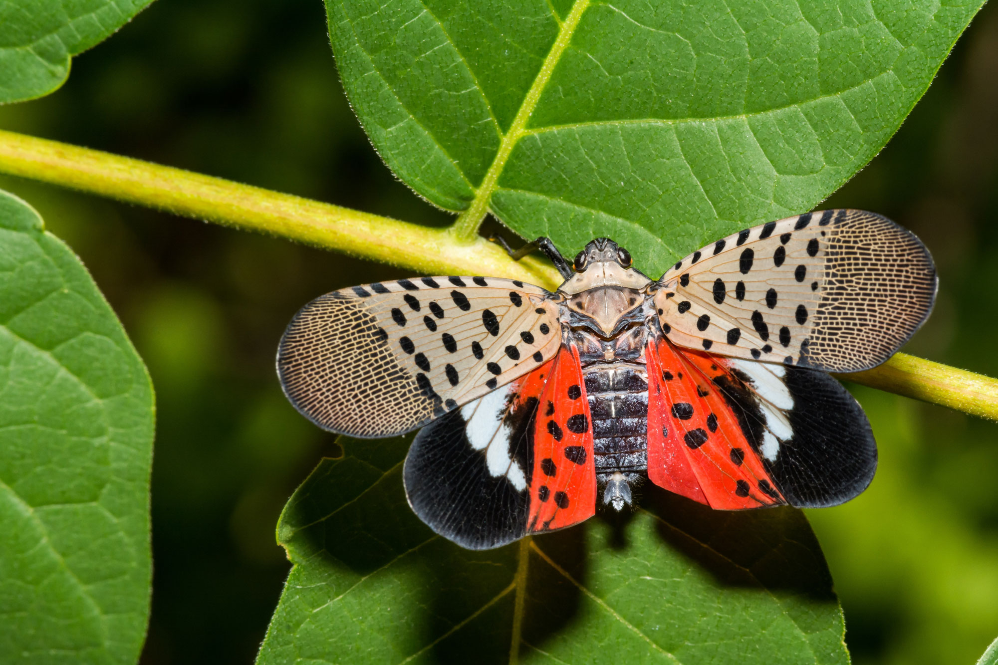 The many colors of the spotted lanternfly — red, black, gray and beige — can be seen in this photo.