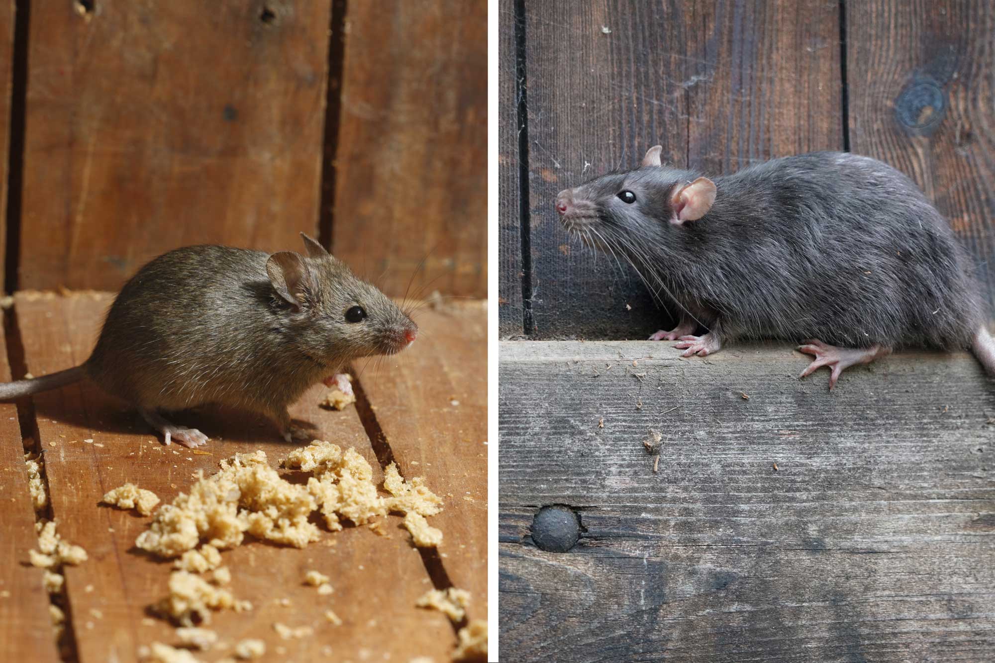 What's the difference?: Mouse vs. rat