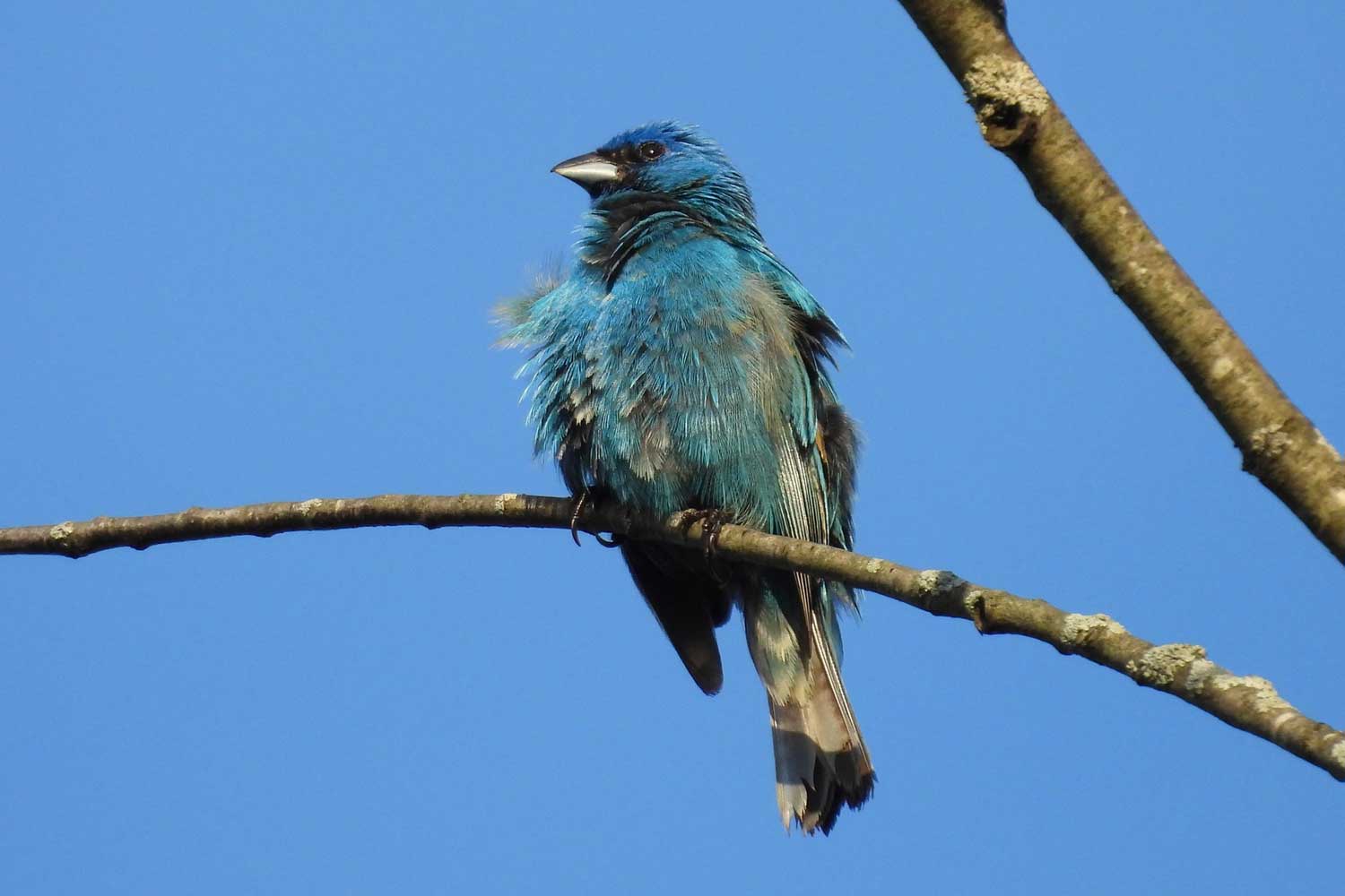 Indigo bunting perched on a branch.