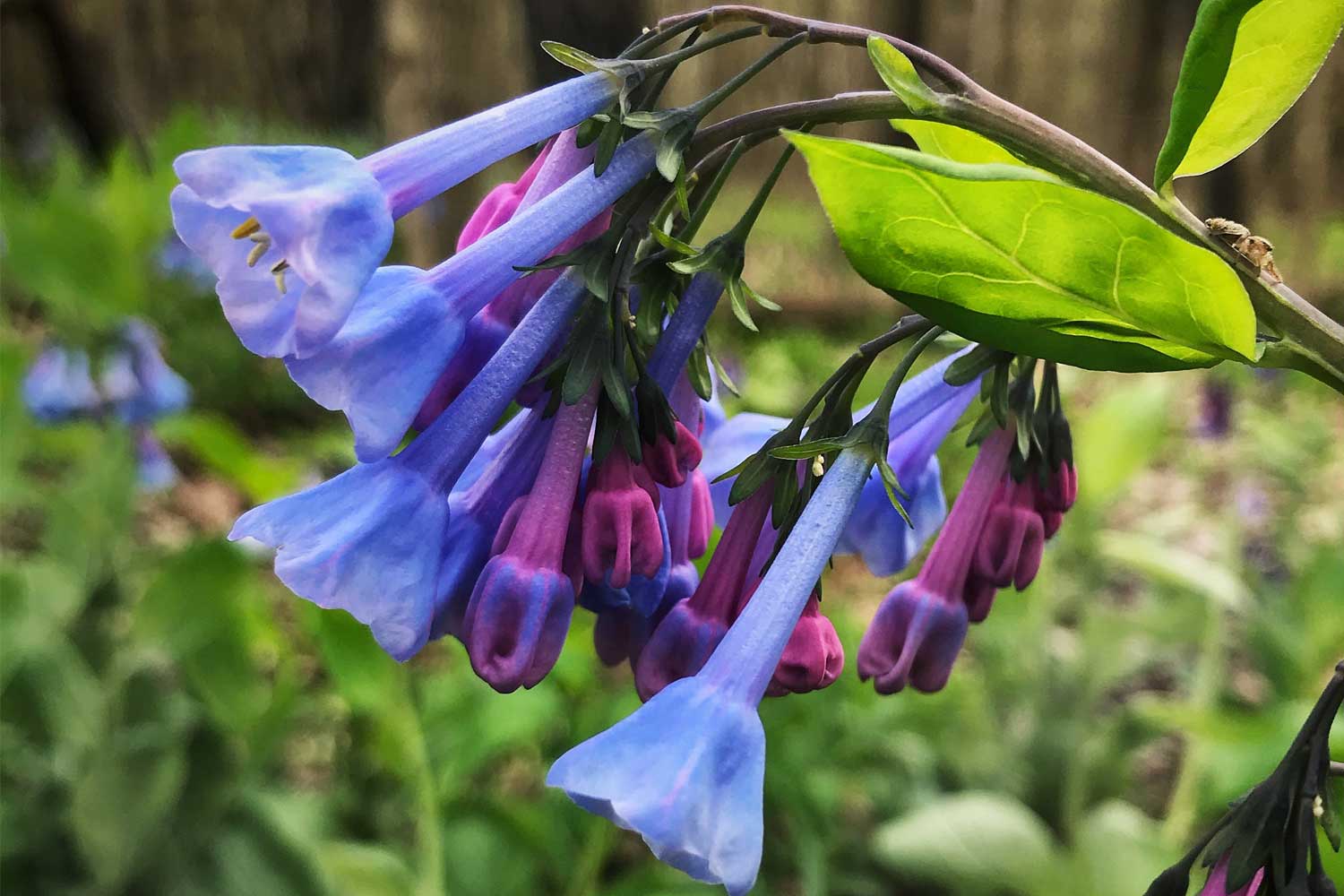 Virginia bluebells growing with other vegetation in the background.