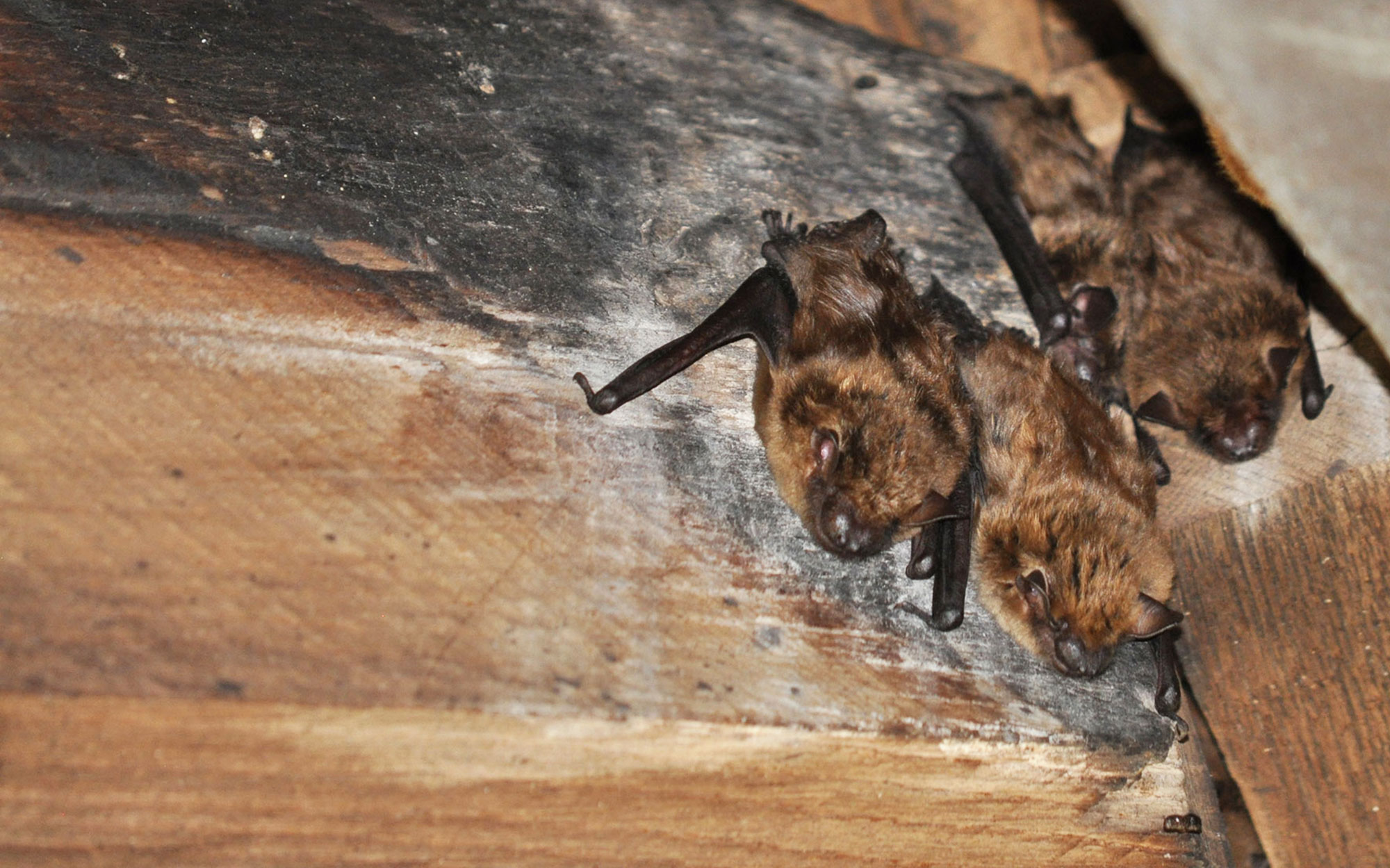 A group of big brown bats roosting in a wooden structure.