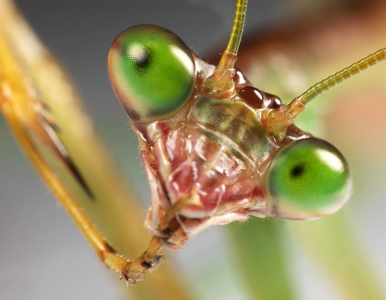 Close up of a praying mantis' face