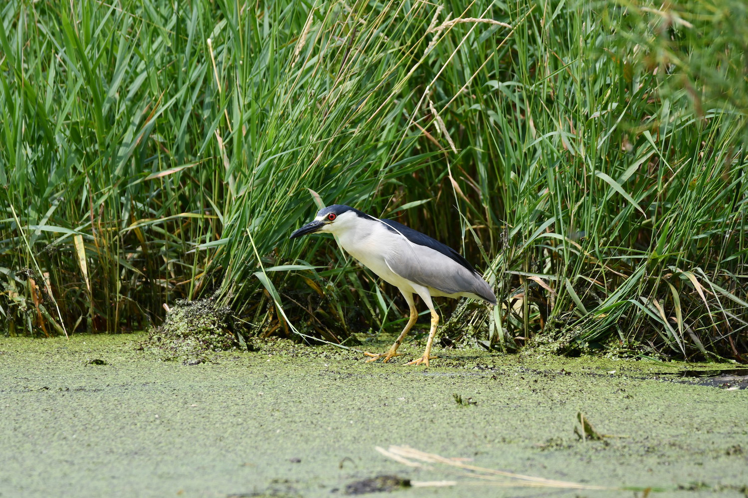 A black-crowned night heron at the water's edge.