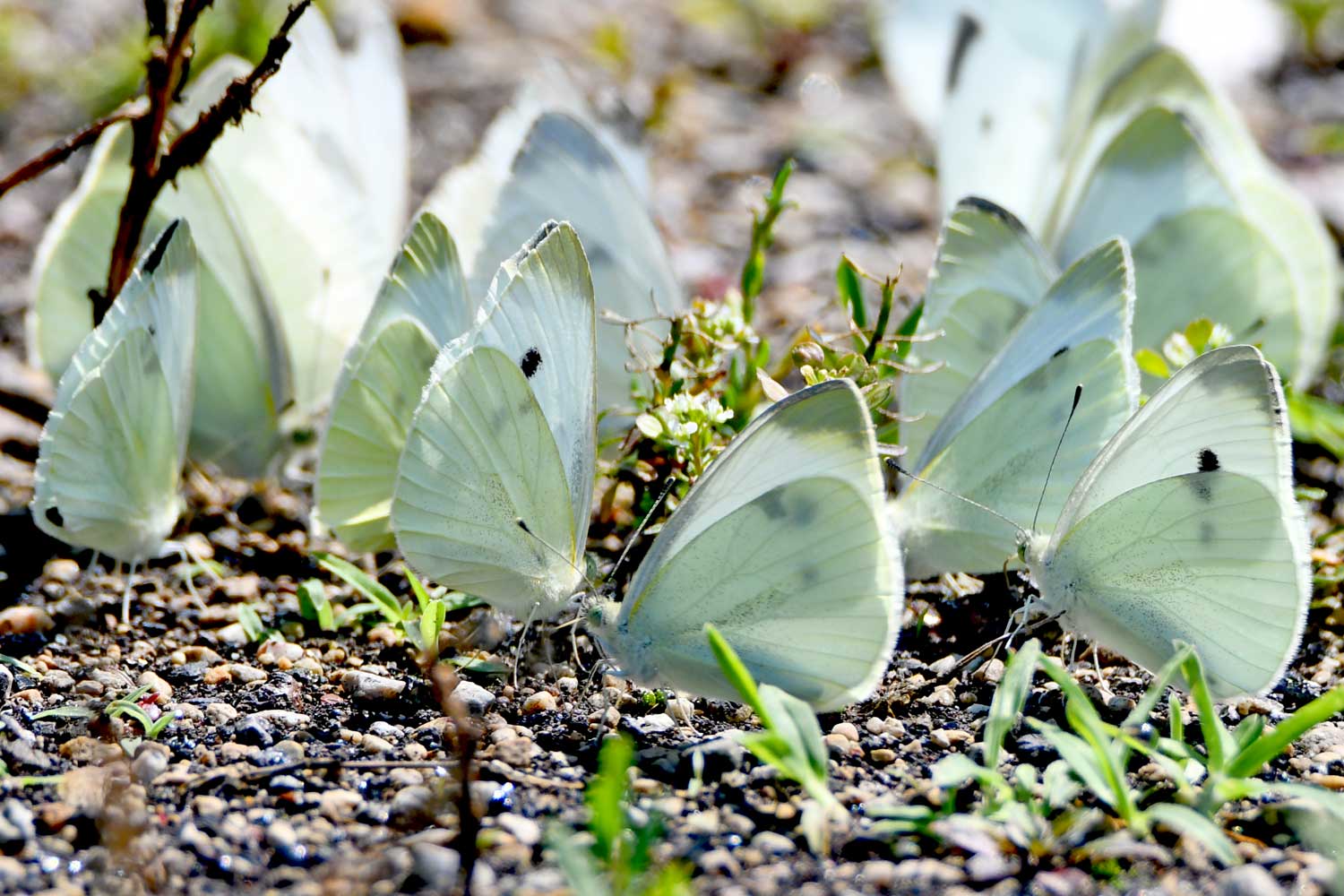 Several cabbage butterflies landed on the ground.