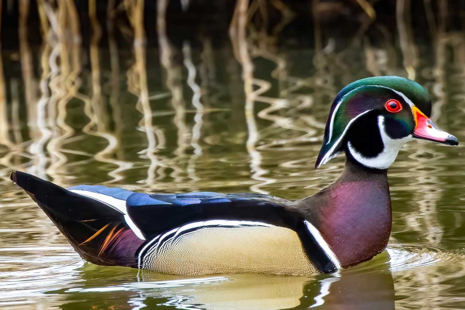 Wood duck in the water.